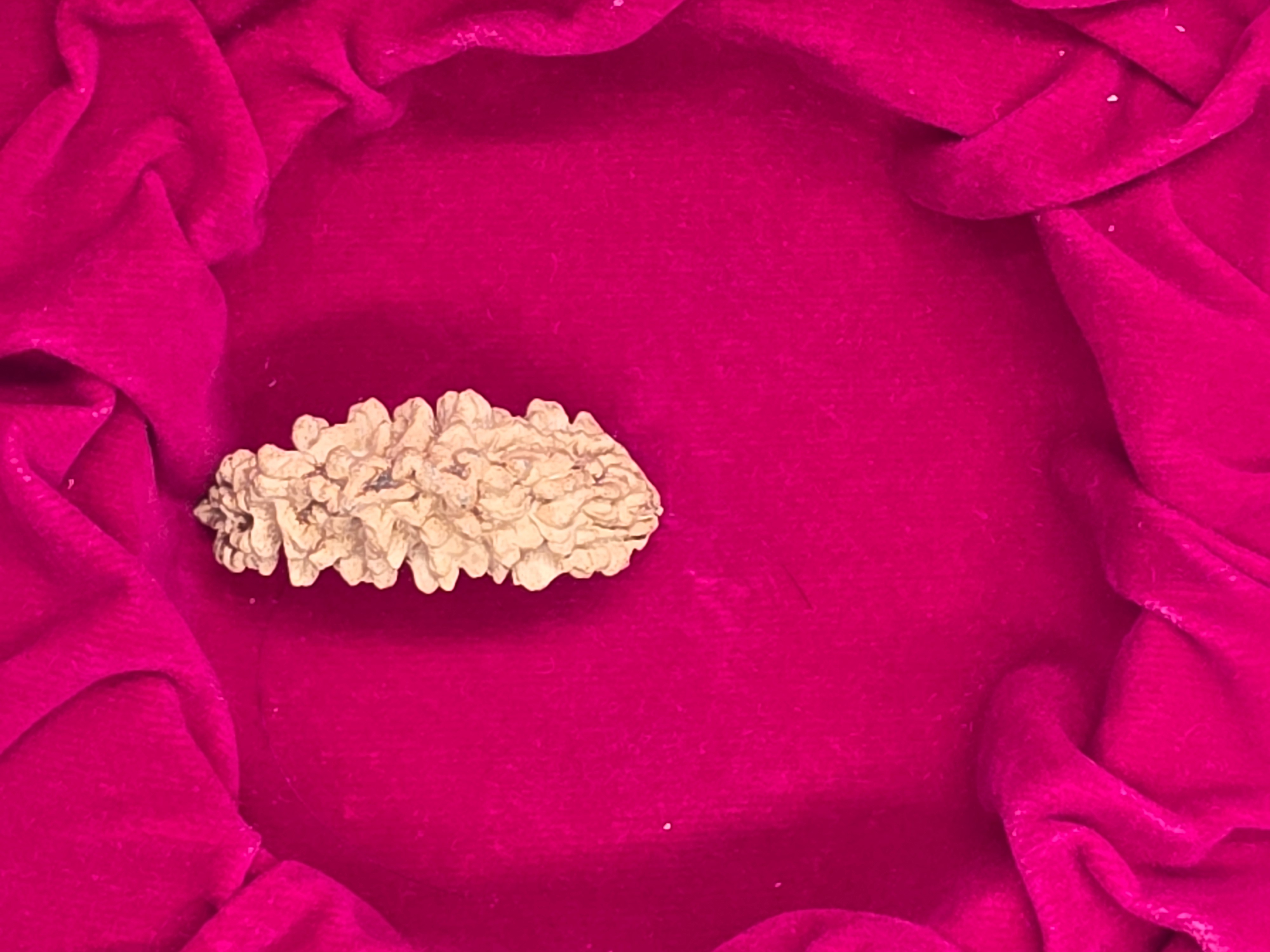 1 Mukhi Nepal Rudraksha 3