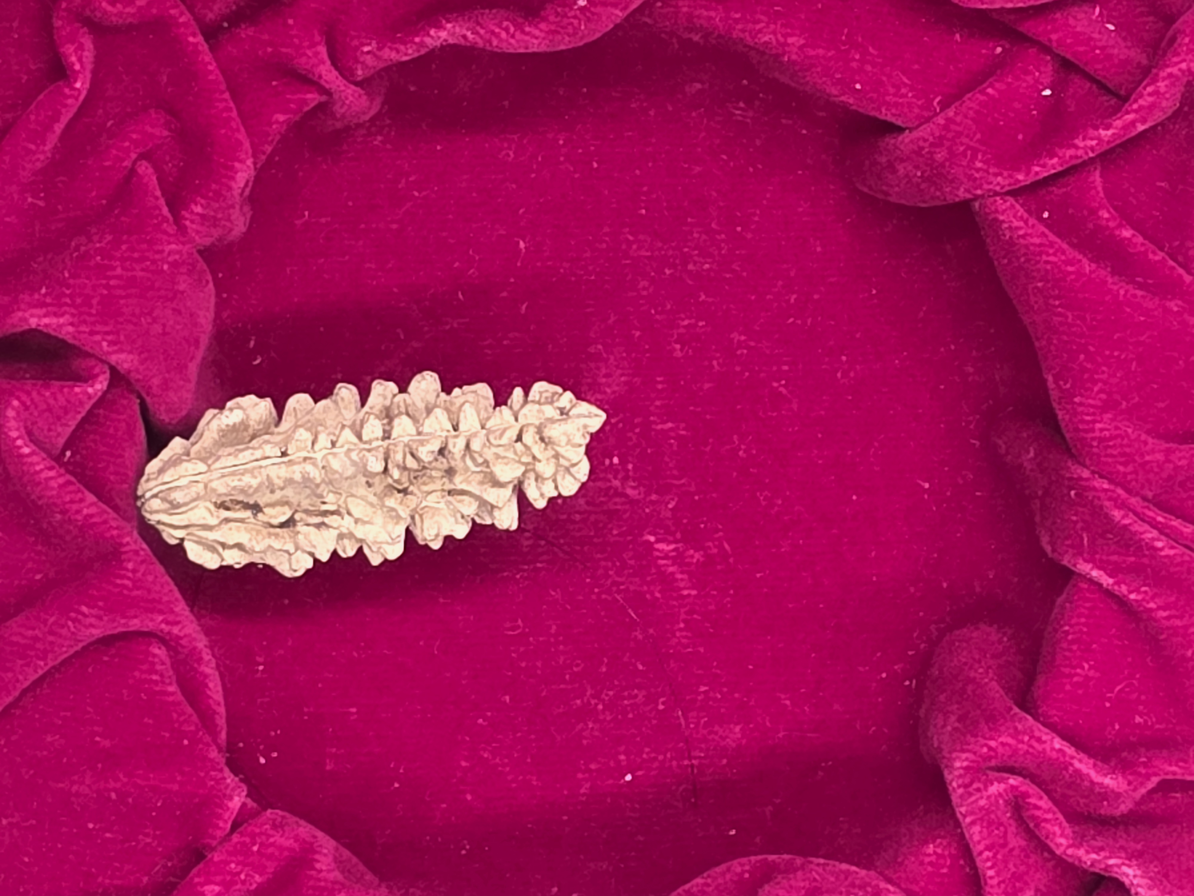 1 Mukhi Nepal Rudraksha 4