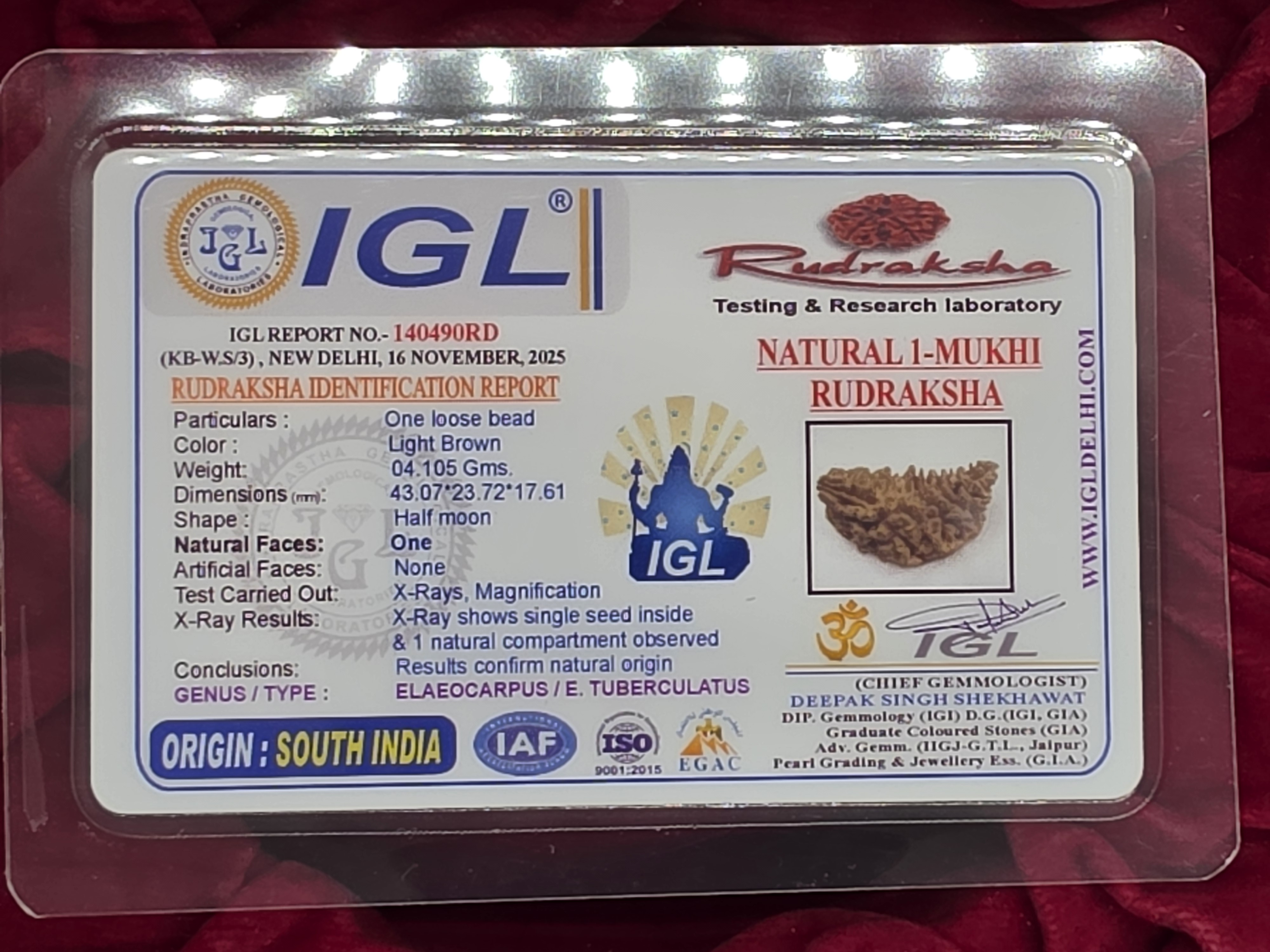 1 Mukhi Nepal Rudraksha 5
