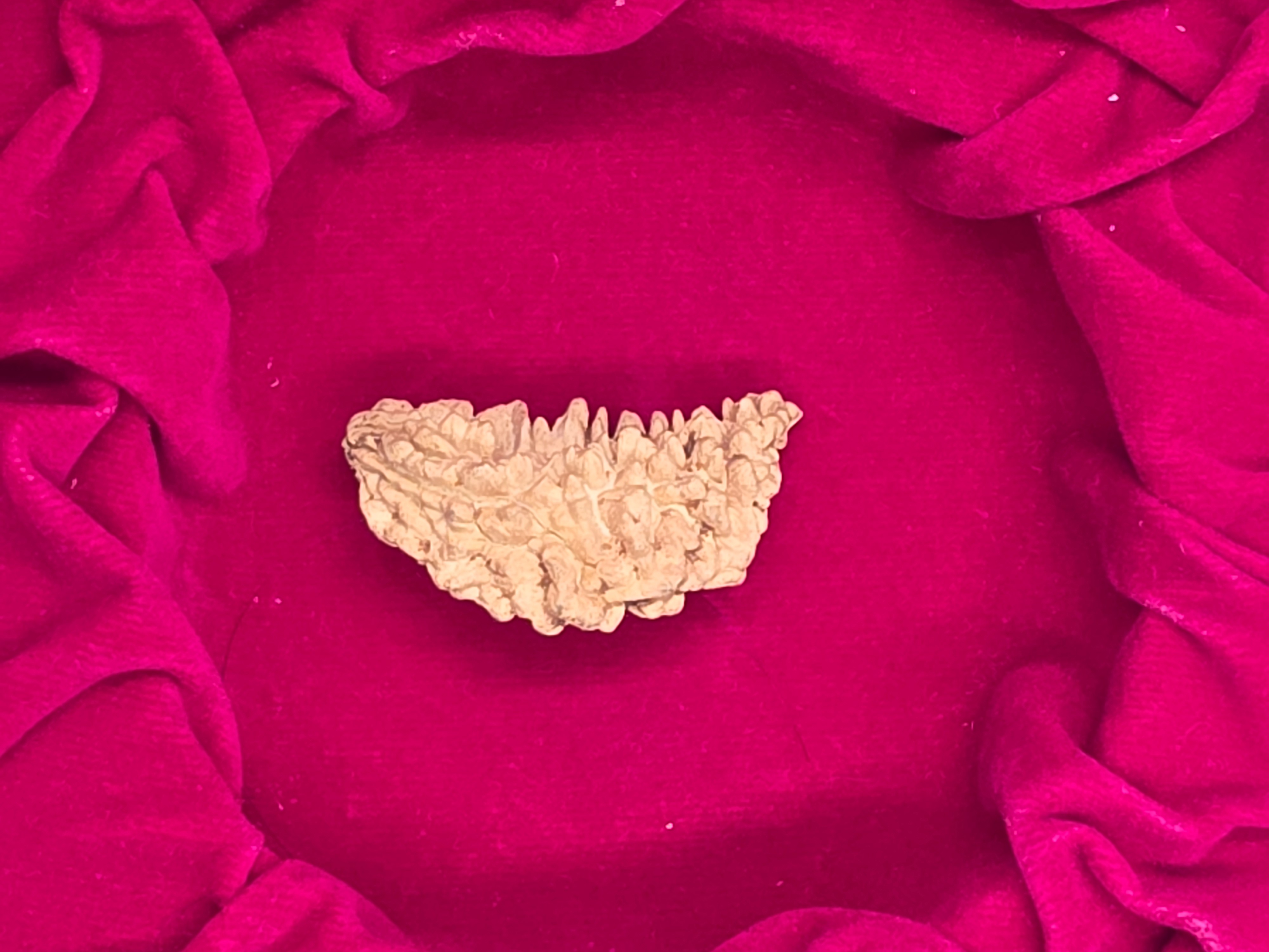 1 Mukhi Nepal Rudraksha 2