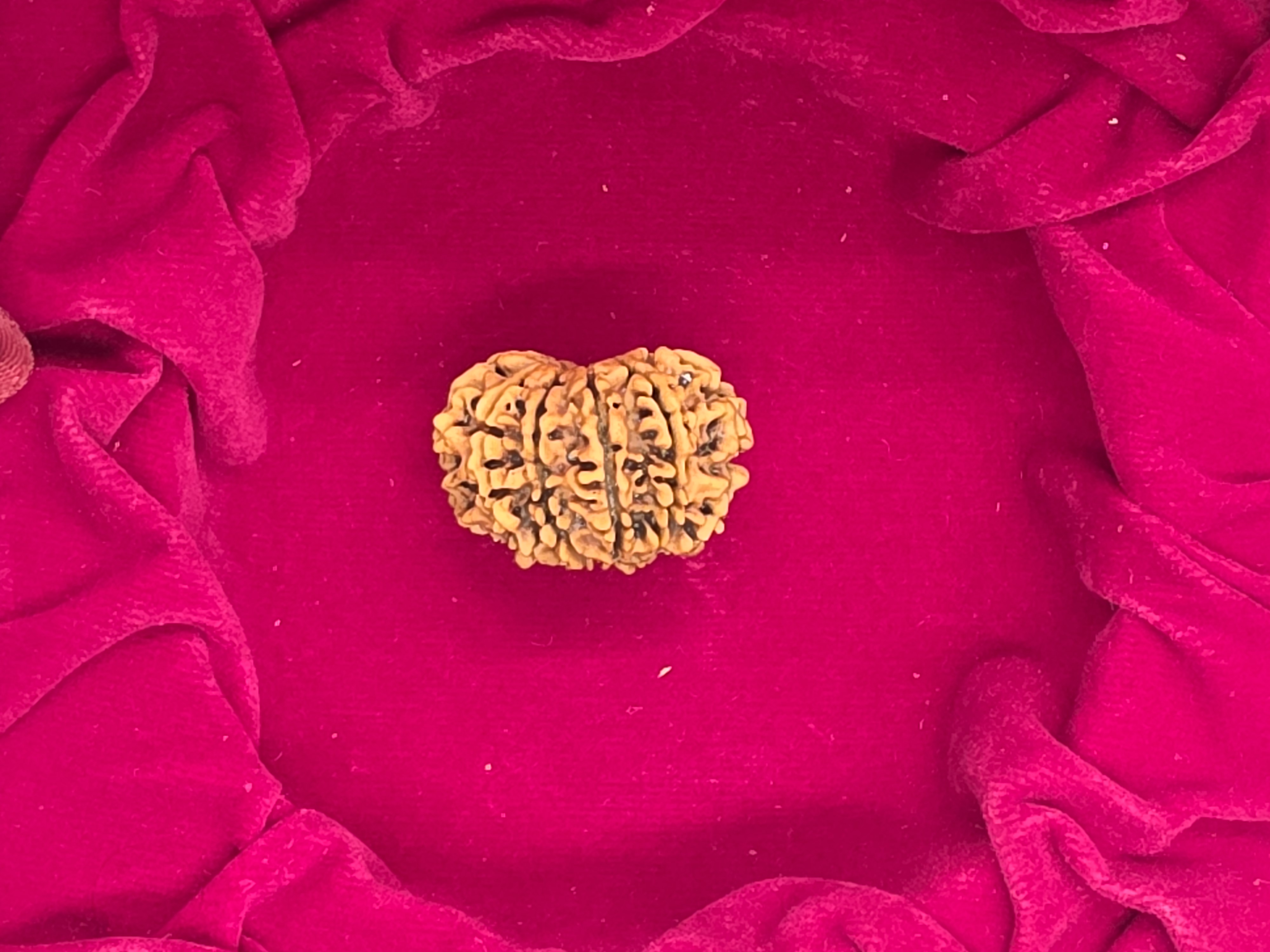 10 Mukhi Nepal Rudraksha 3
