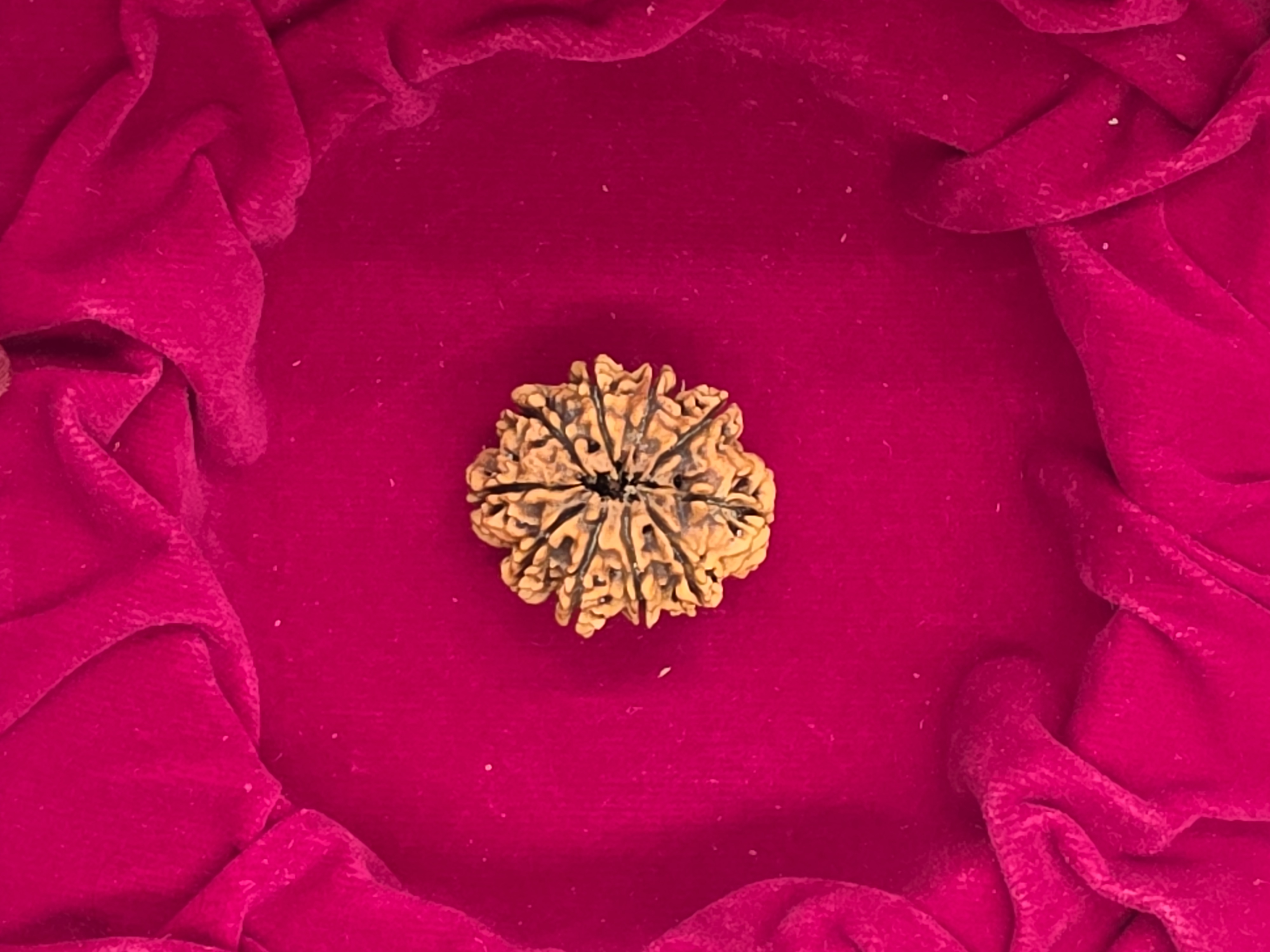 10 Mukhi Nepal Rudraksha 4