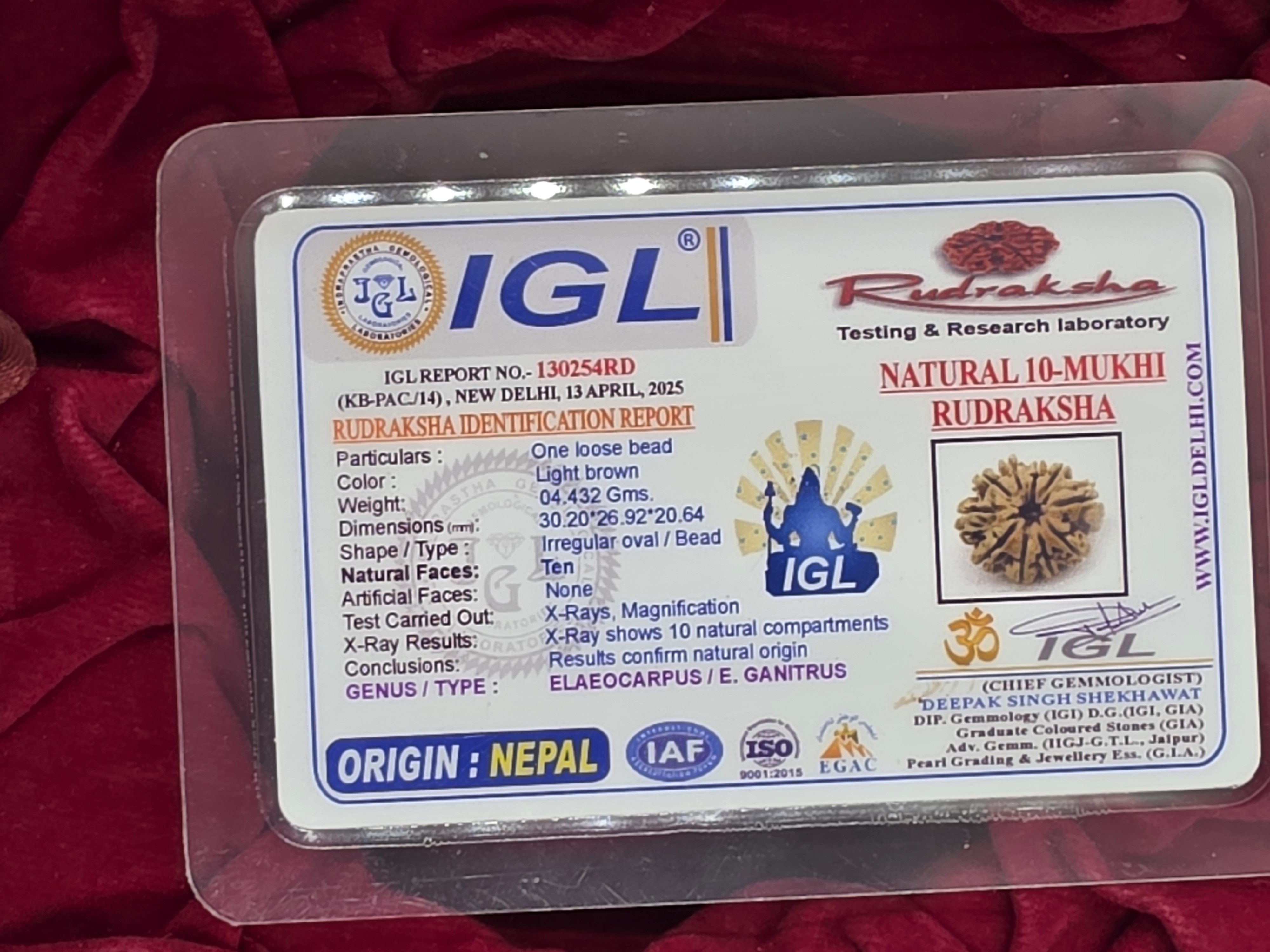 10 Mukhi Nepal Rudraksha 5
