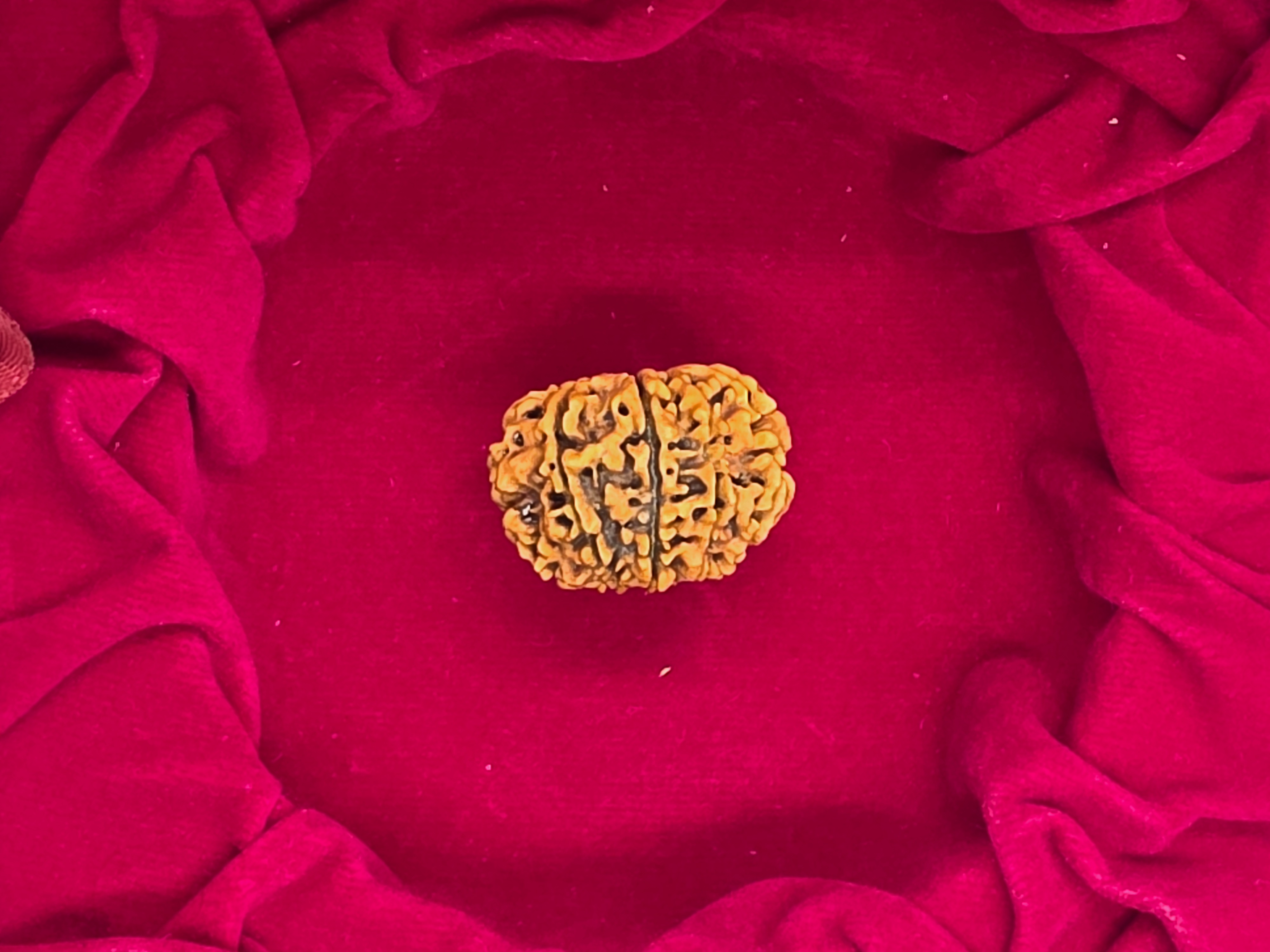 10 Mukhi Nepal Rudraksha 2