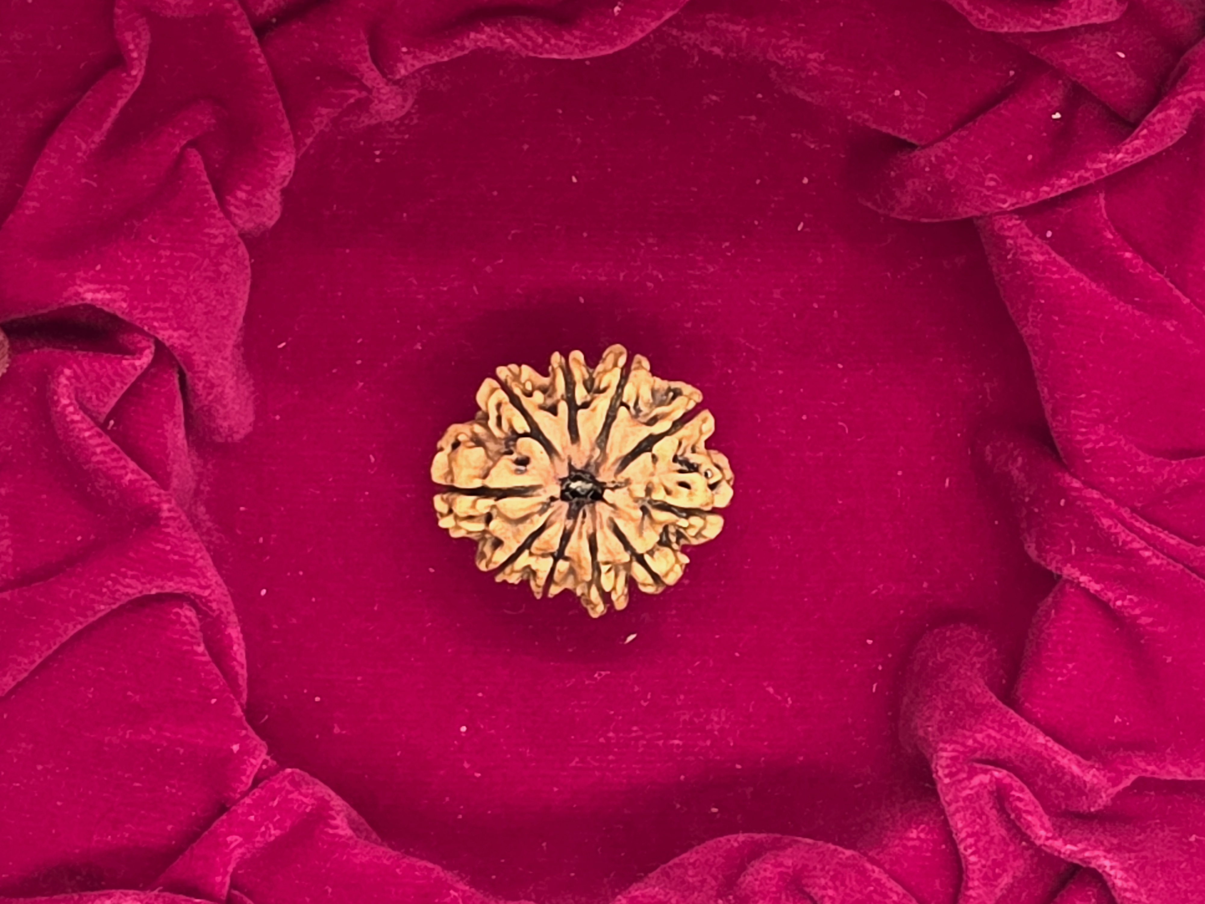 10 Mukhi Nepal Rudraksha