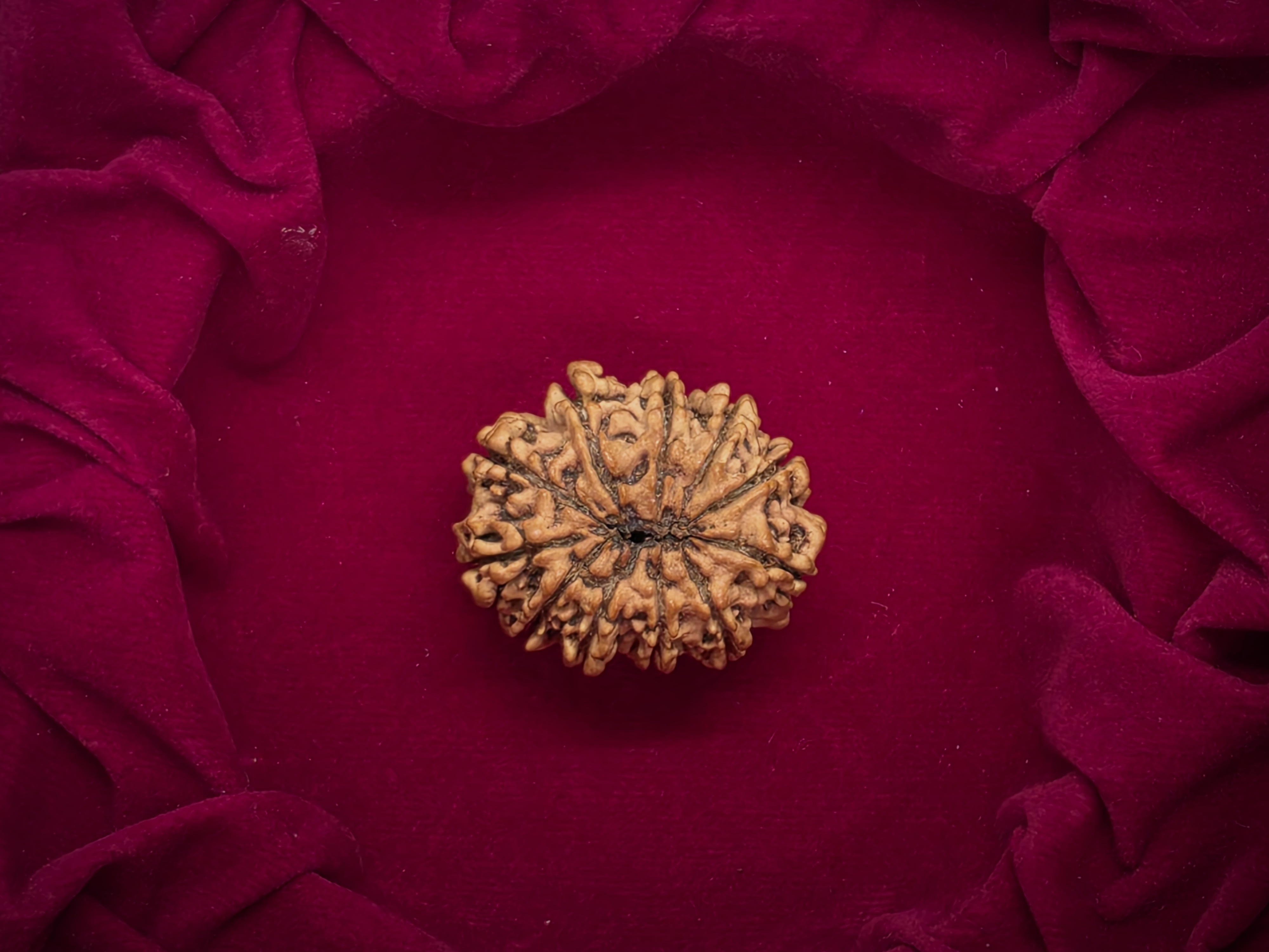 11 Mukhi Nepal Rudraksha 4