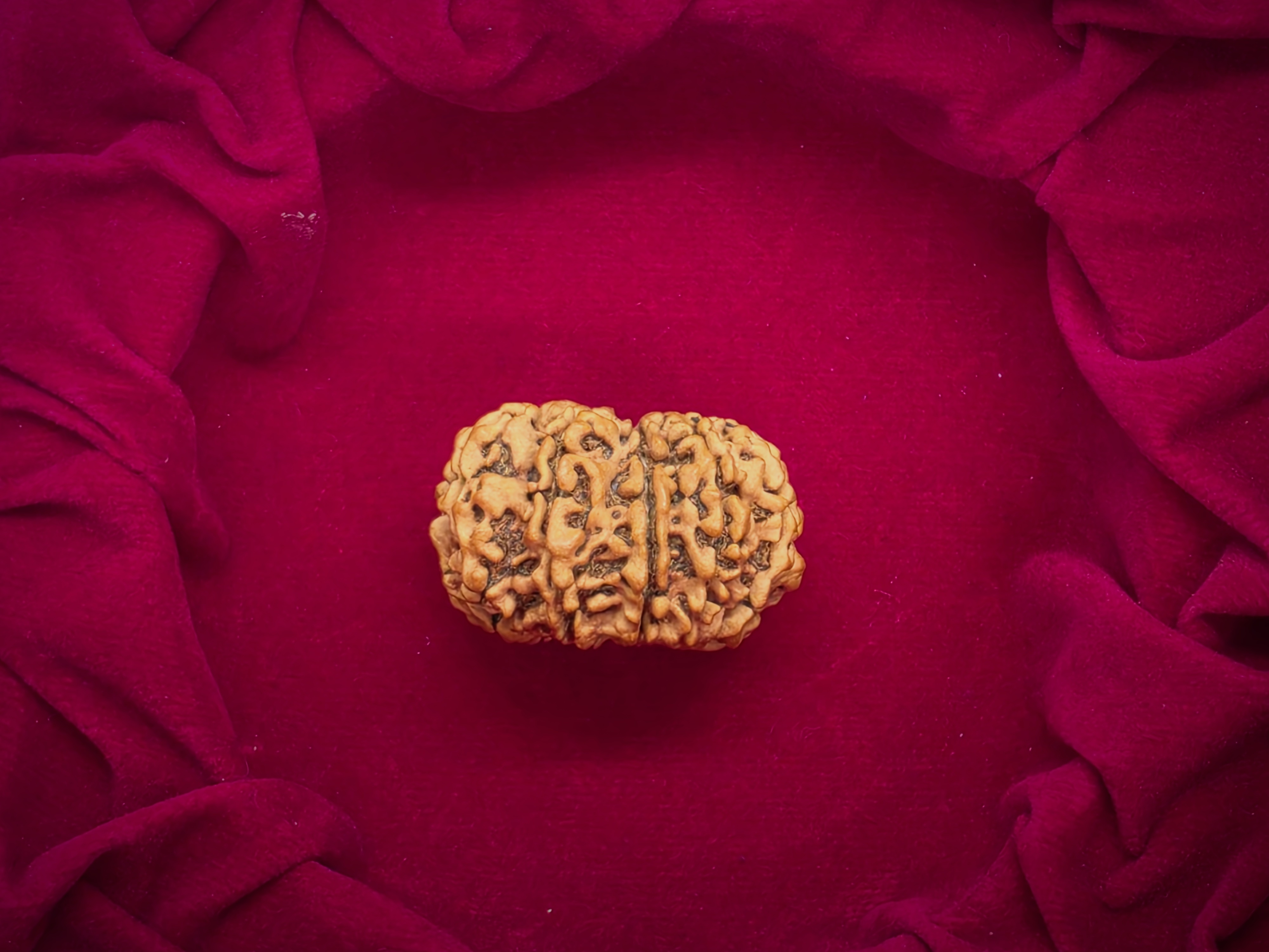 11 Mukhi Nepal Rudraksha 2