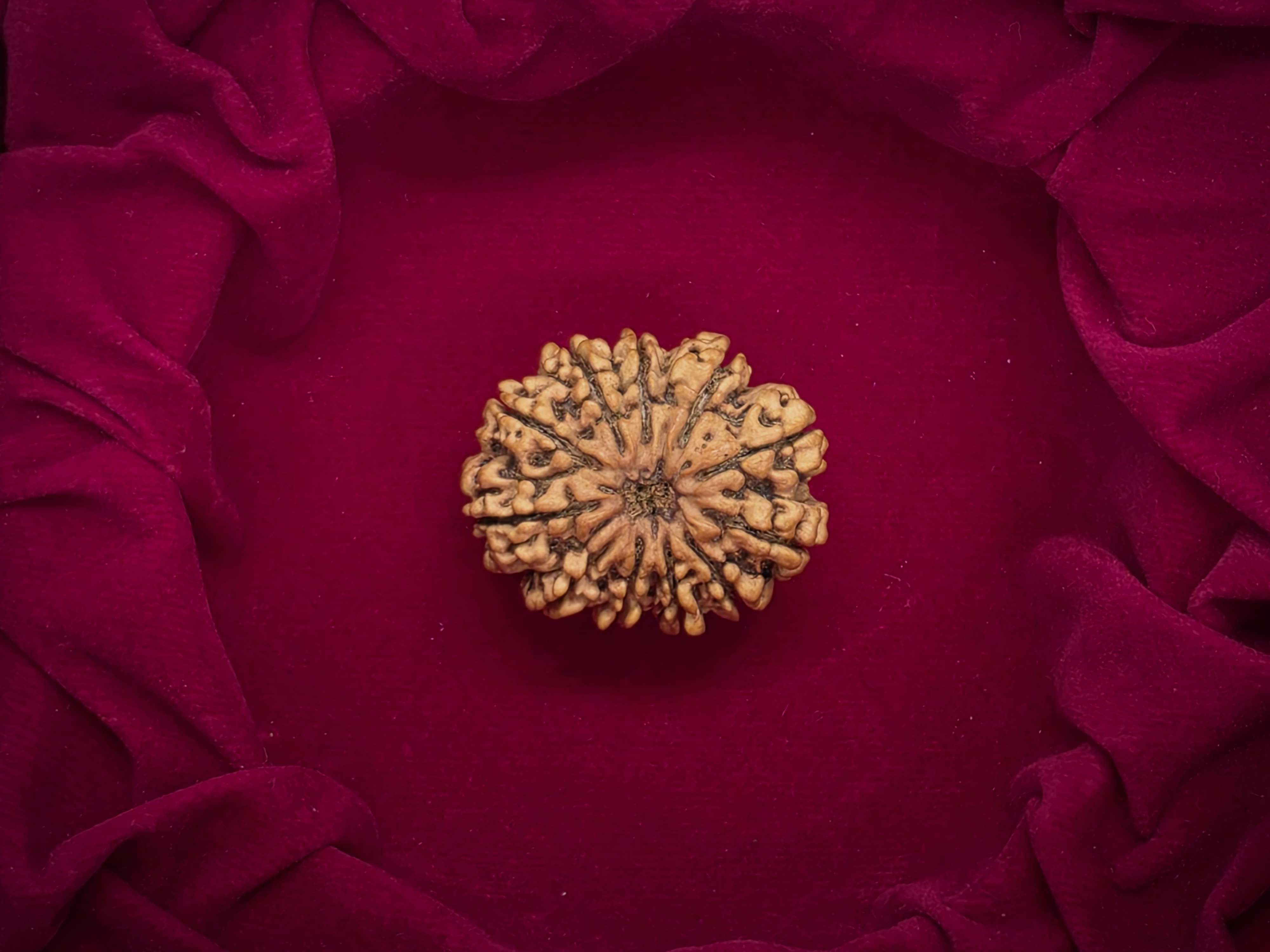 11 Mukhi Nepal Rudraksha