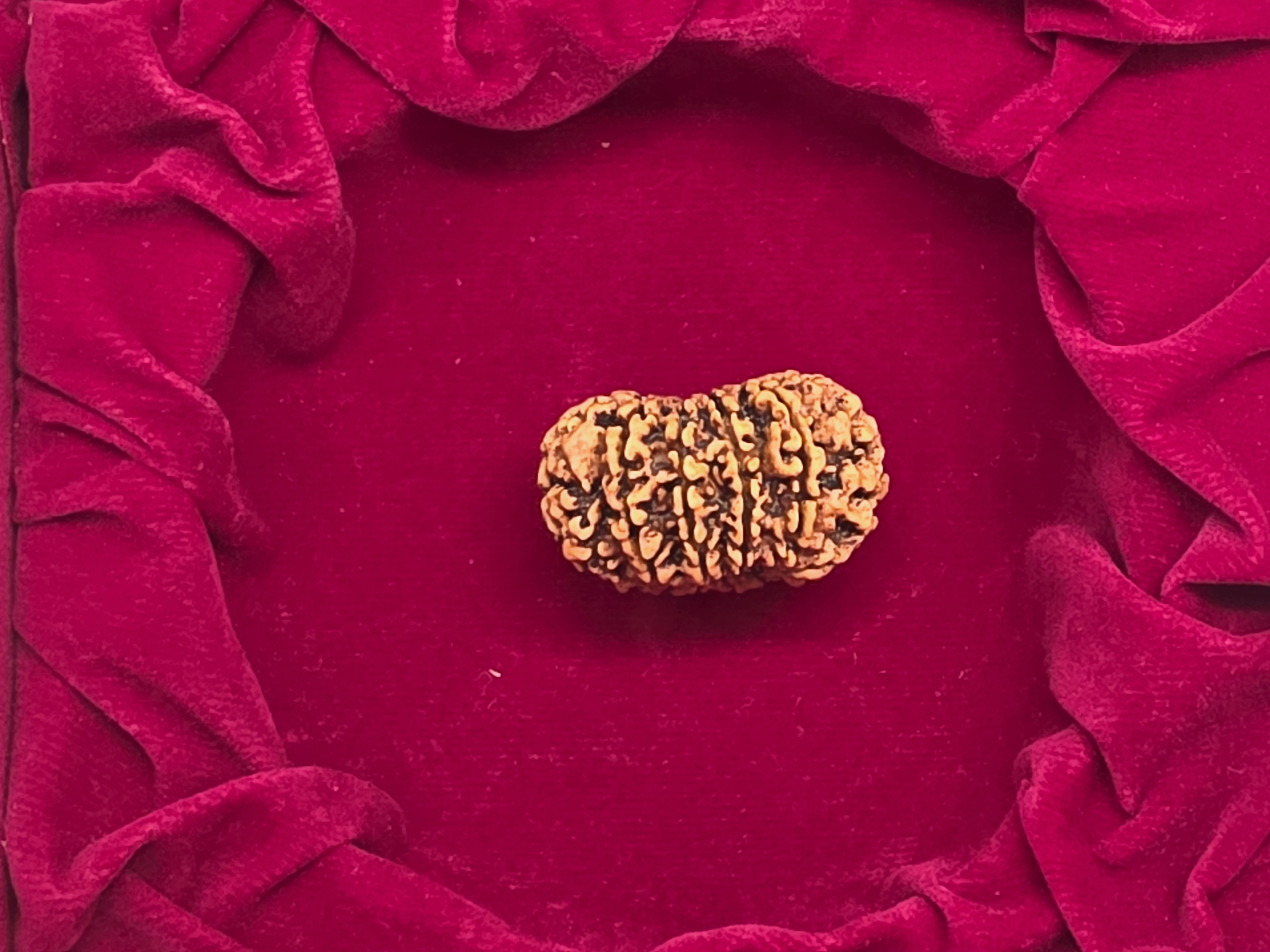 12 Mukhi Nepal Rudraksha 3