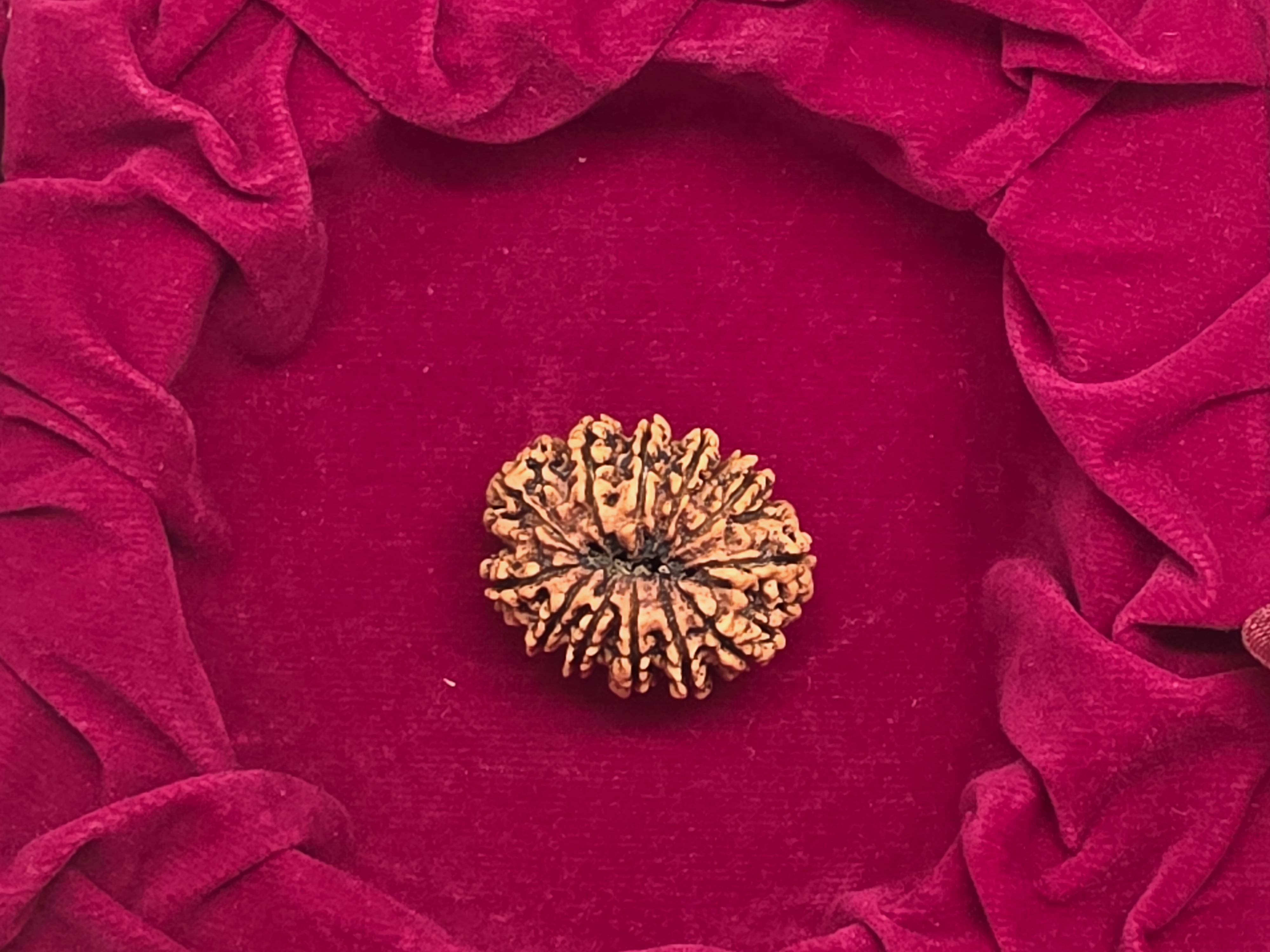 12 Mukhi Nepal Rudraksha 4