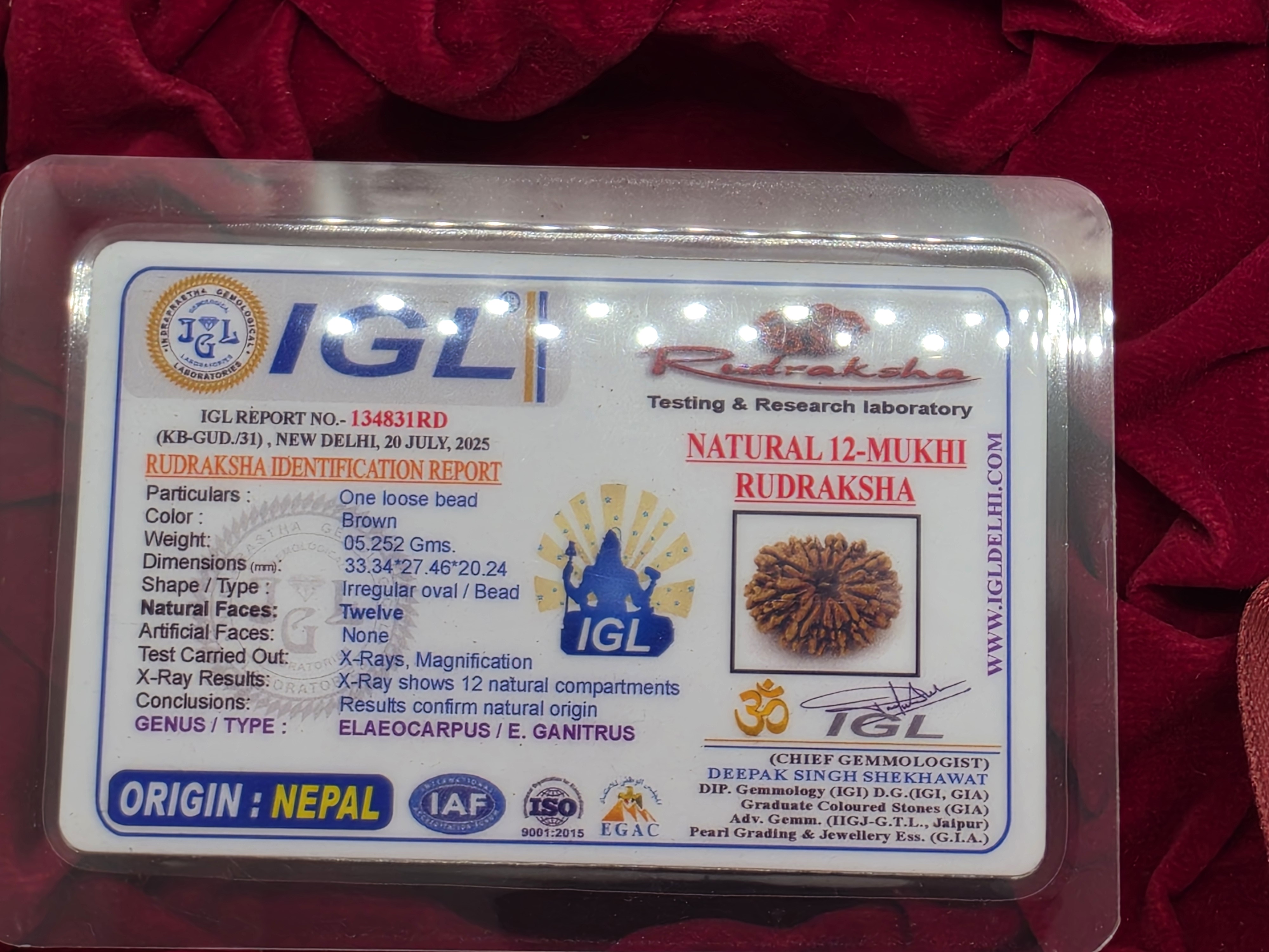 12 Mukhi Nepal Rudraksha 5