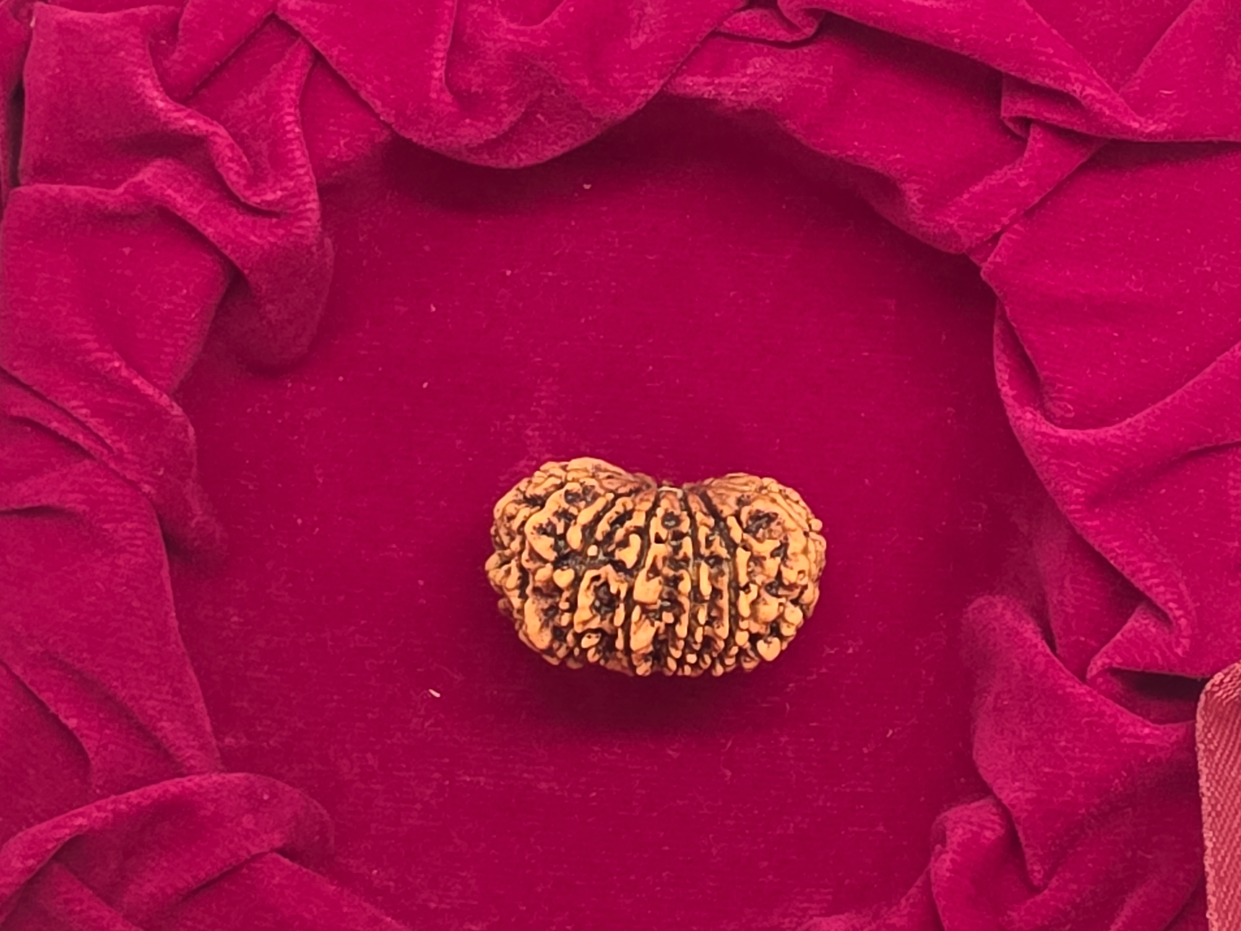 12 Mukhi Nepal Rudraksha 2