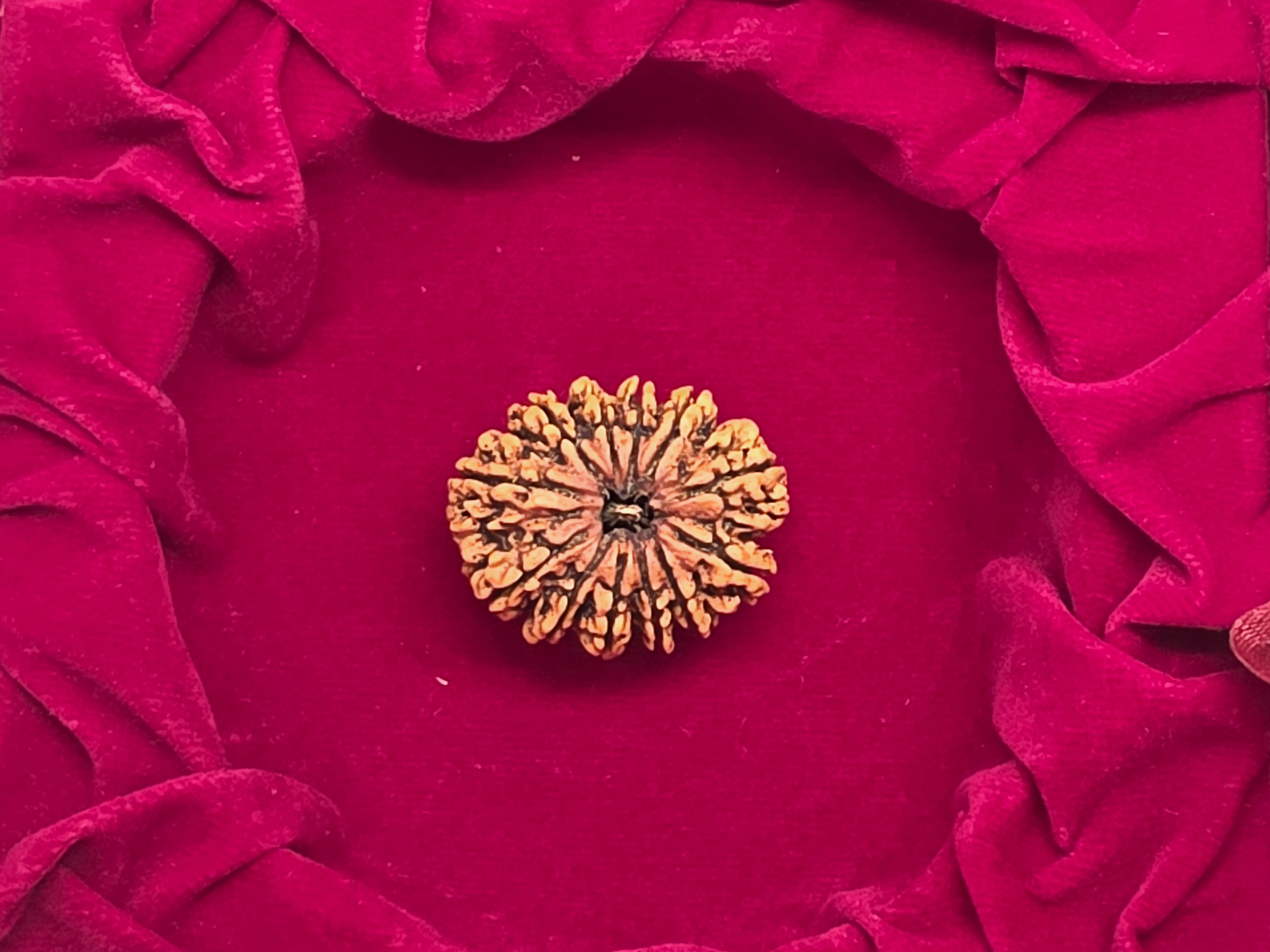 Authentic Certified Nepal Rudraksha