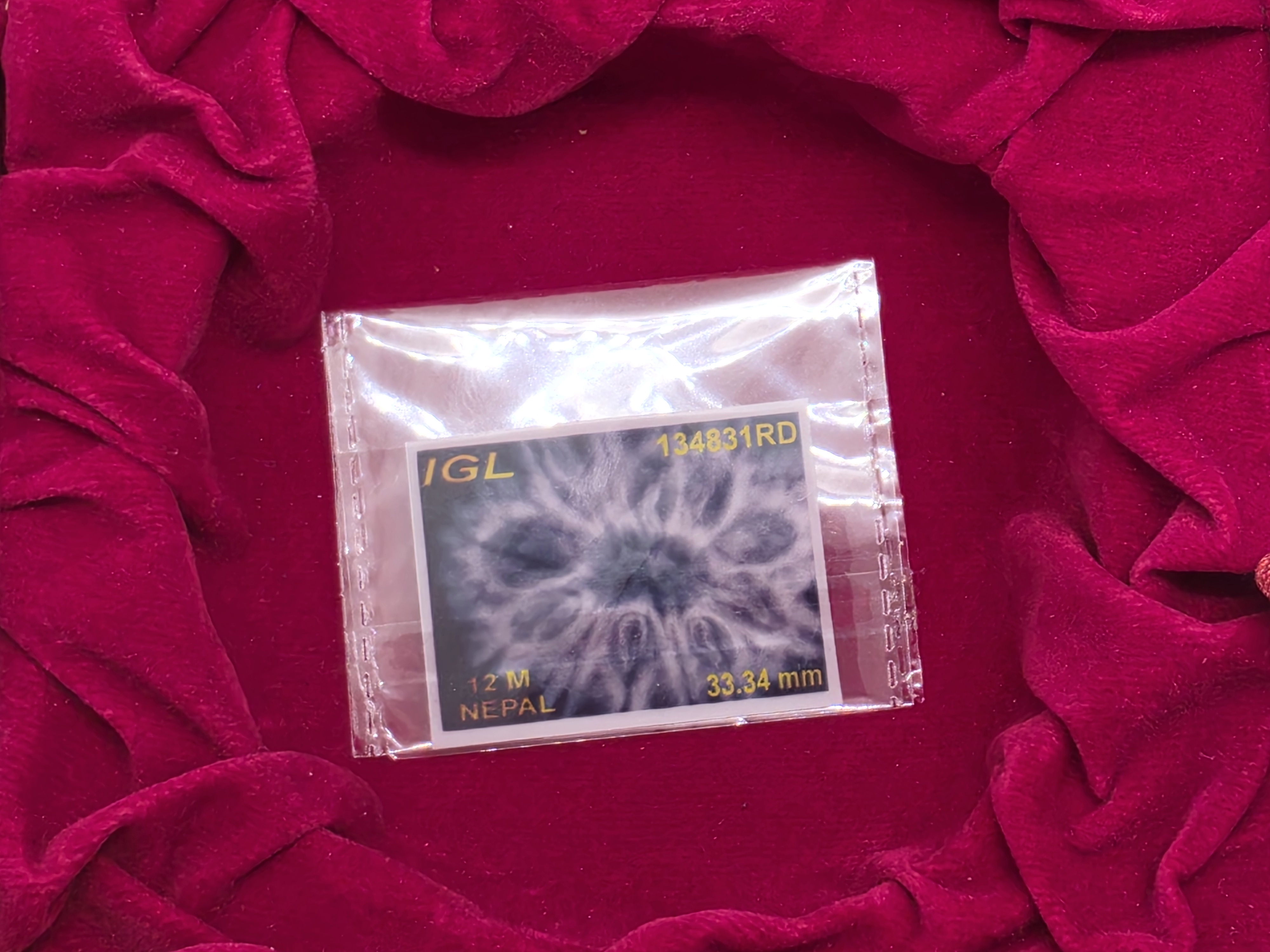 12 Mukhi Nepal Rudraksha 6