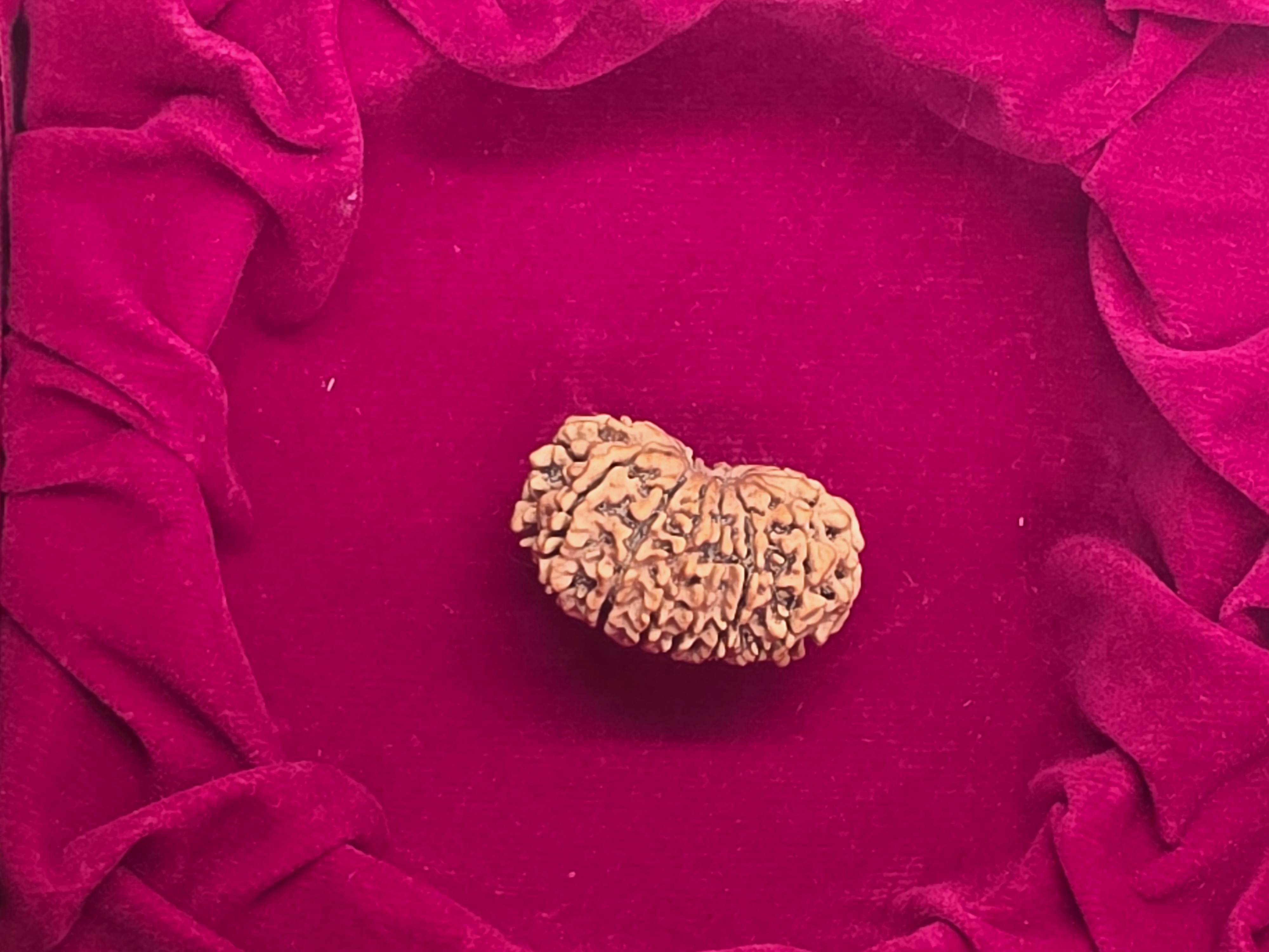 13 Mukhi Nepal Rudraksha 3