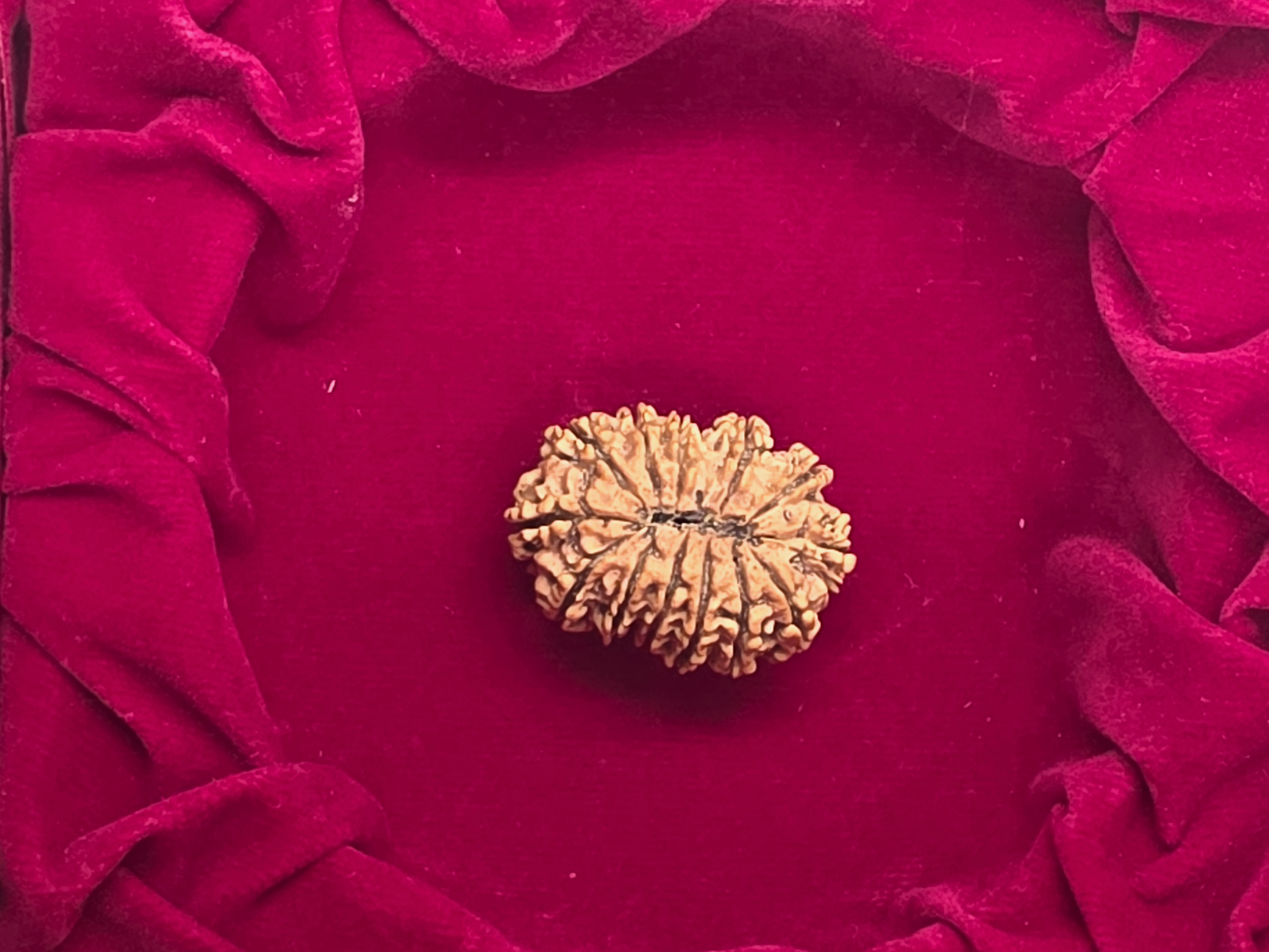 13 Mukhi Nepal Rudraksha 4