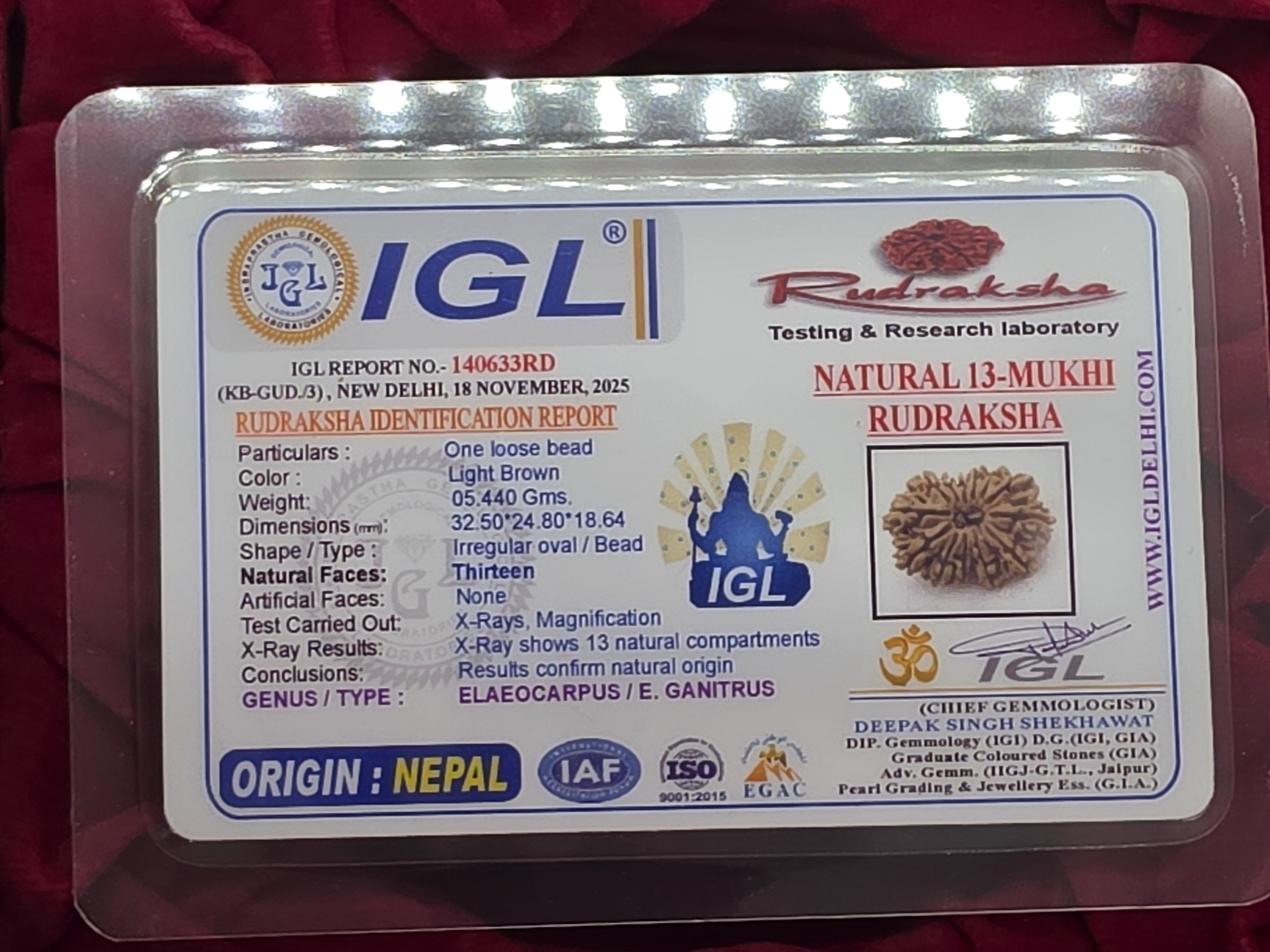 13 Mukhi Nepal Rudraksha 5