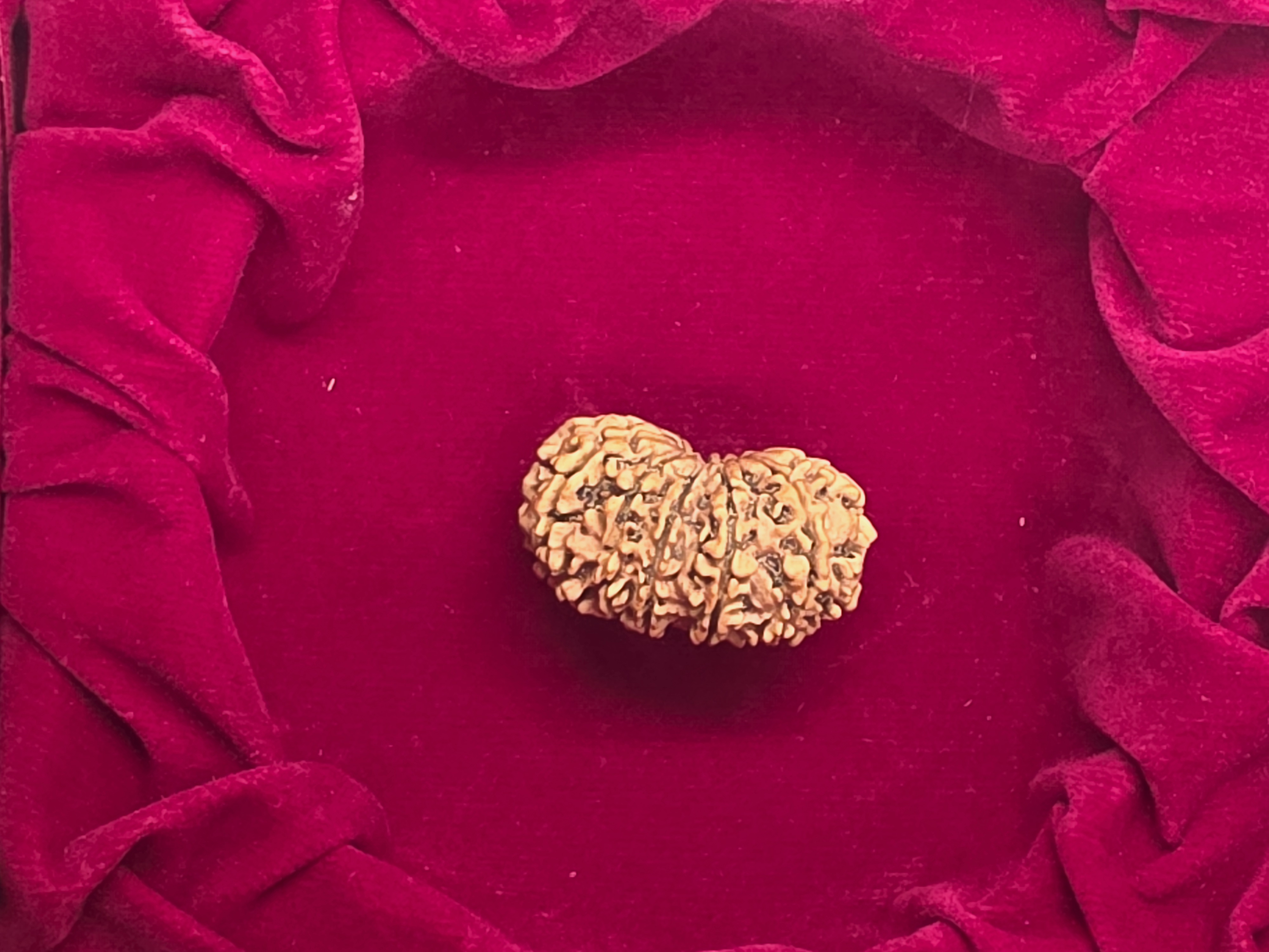 13 Mukhi Nepal Rudraksha 2