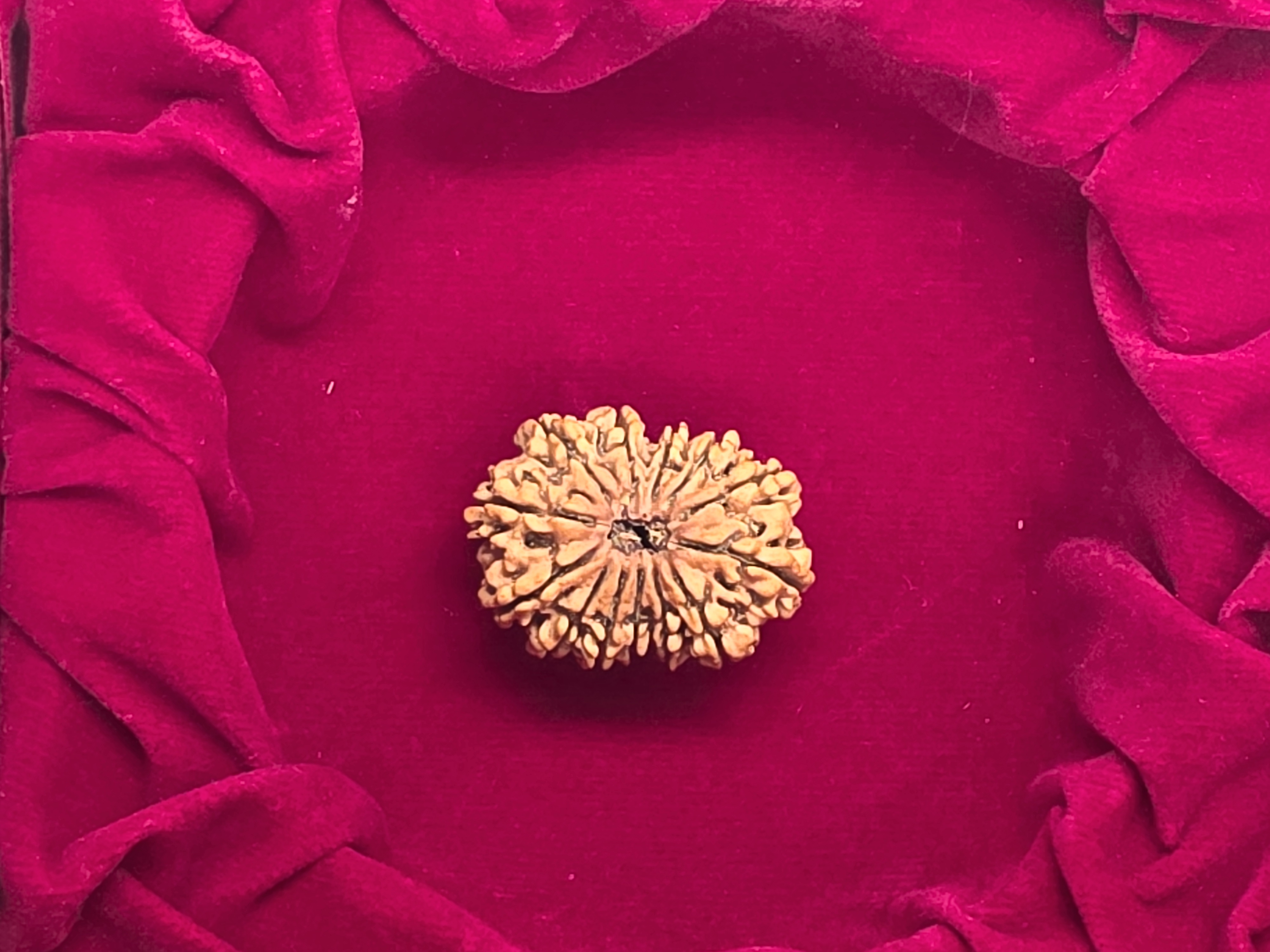 13 Mukhi Nepal Rudraksha