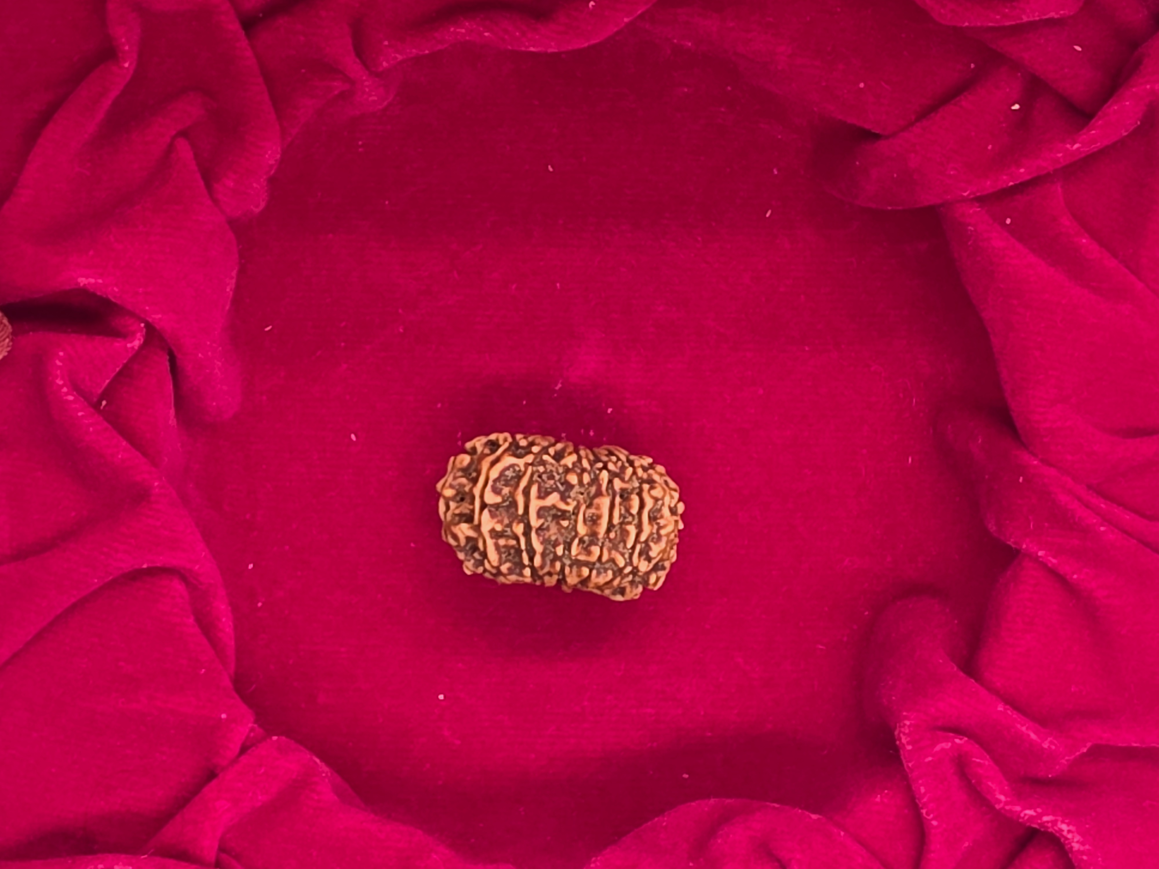 14 Mukhi Nepal Rudraksha 3
