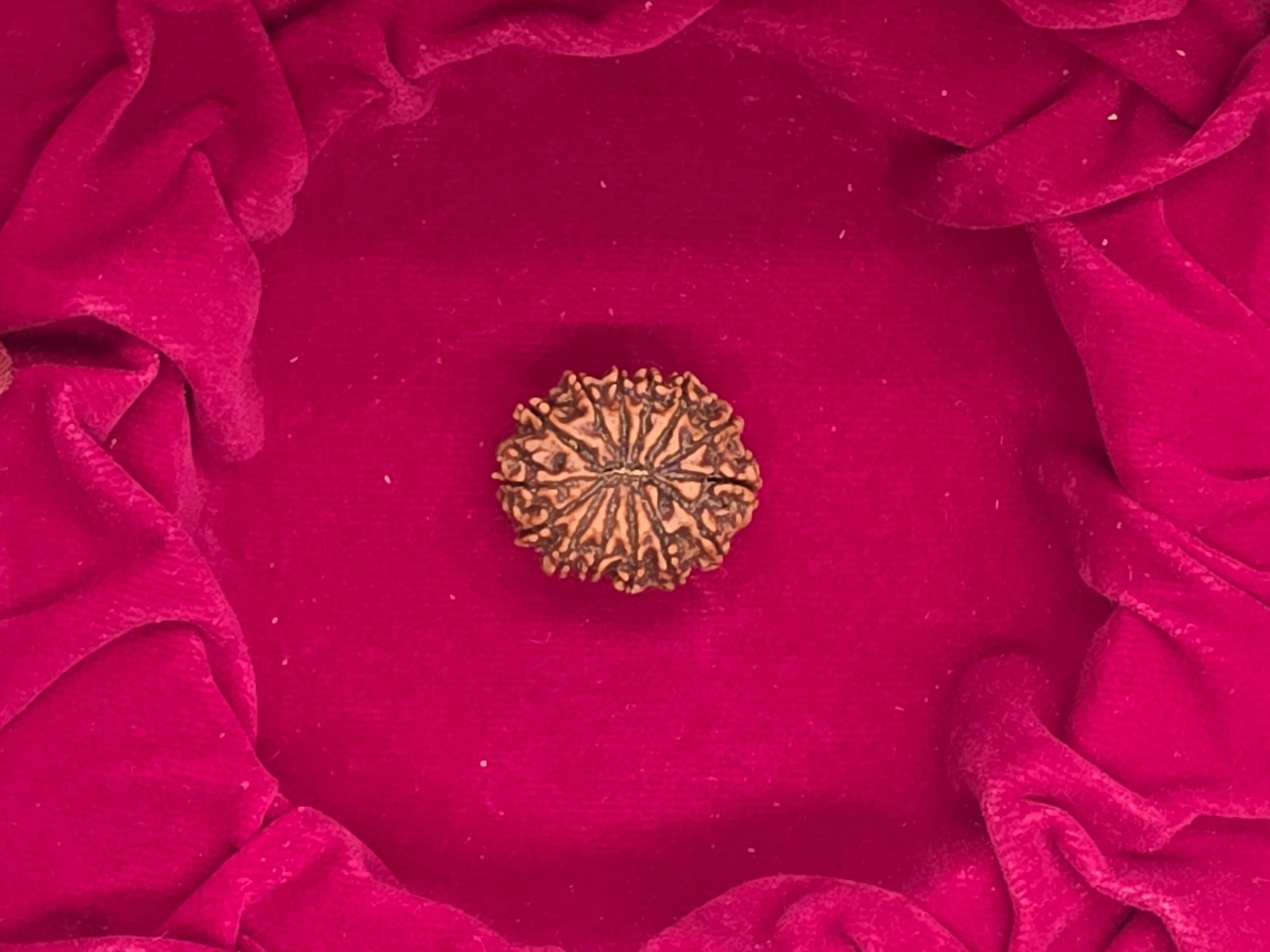 14 Mukhi Nepal Rudraksha 4