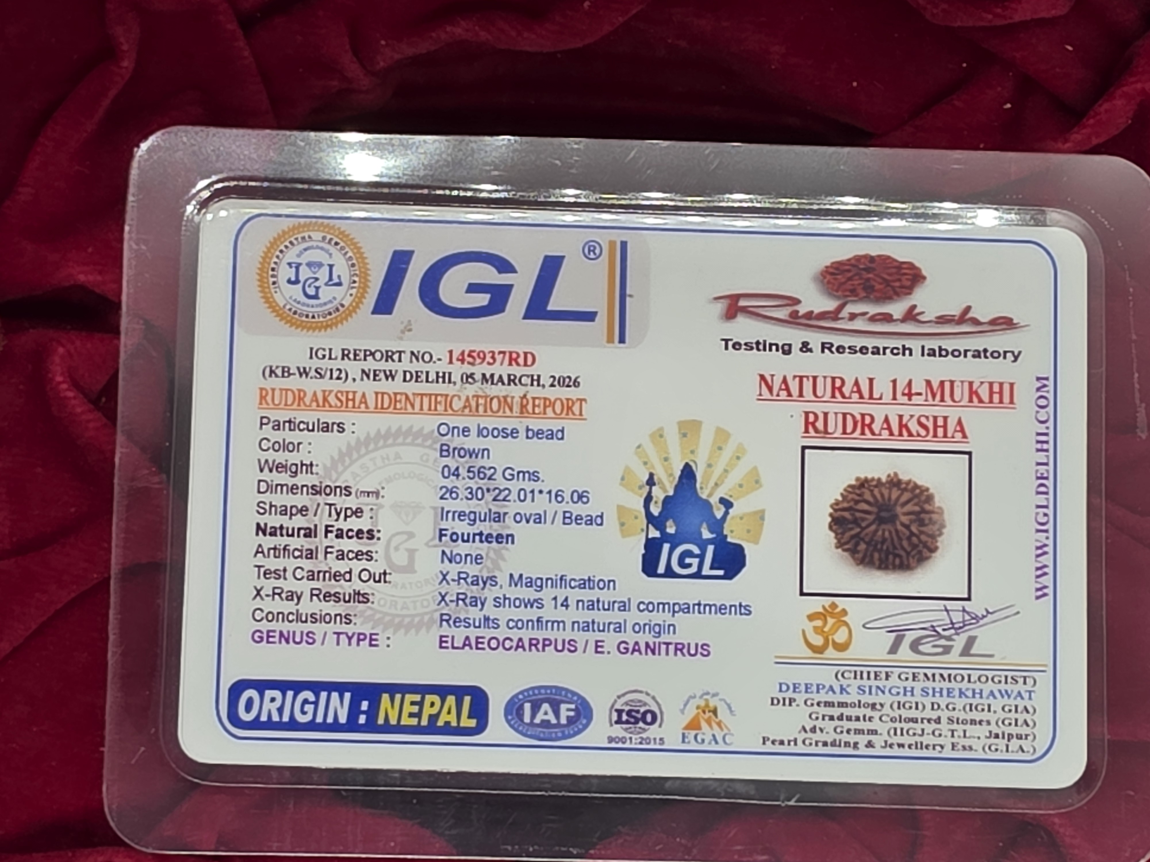 14 Mukhi Nepal Rudraksha 5