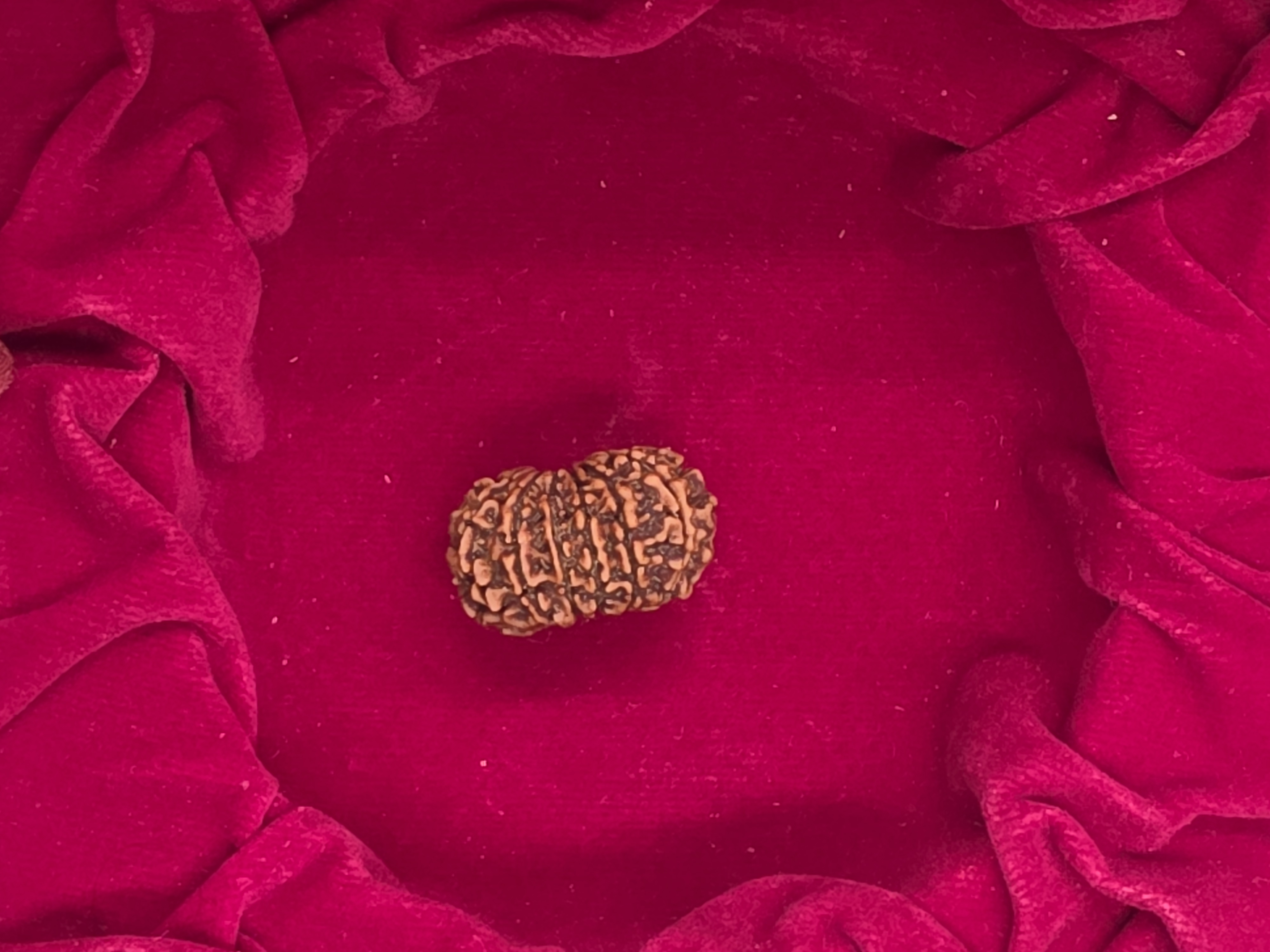 14 Mukhi Nepal Rudraksha 2