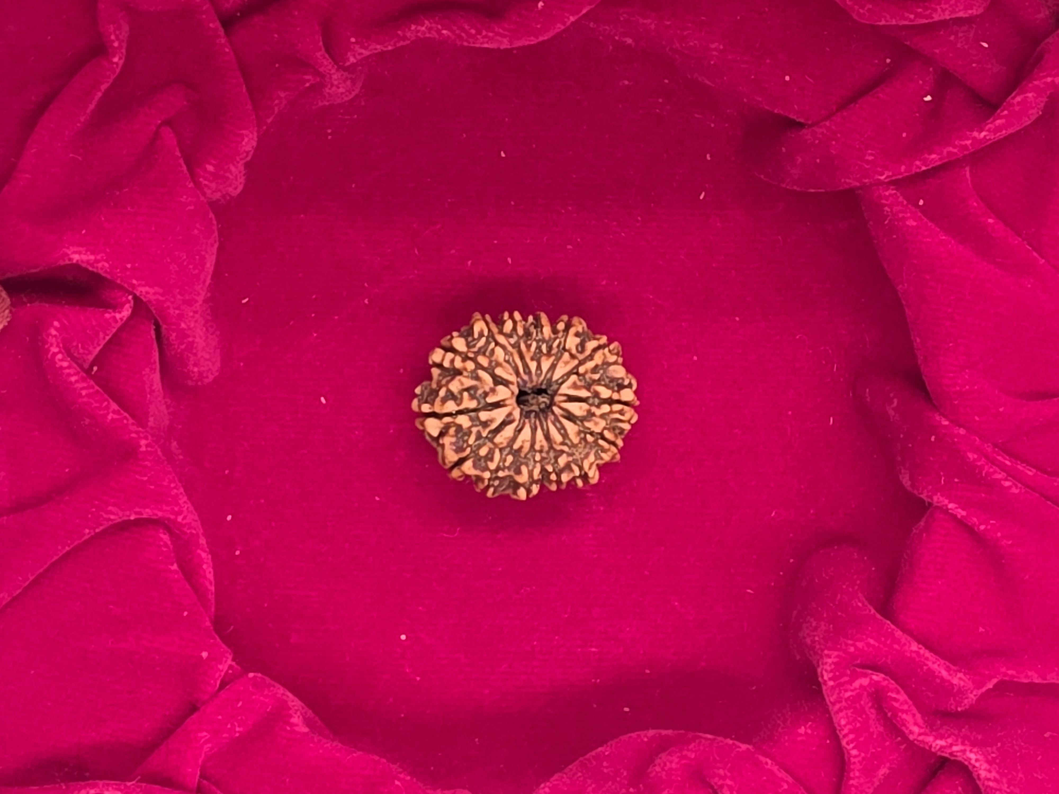 14 Mukhi Nepal Rudraksha
