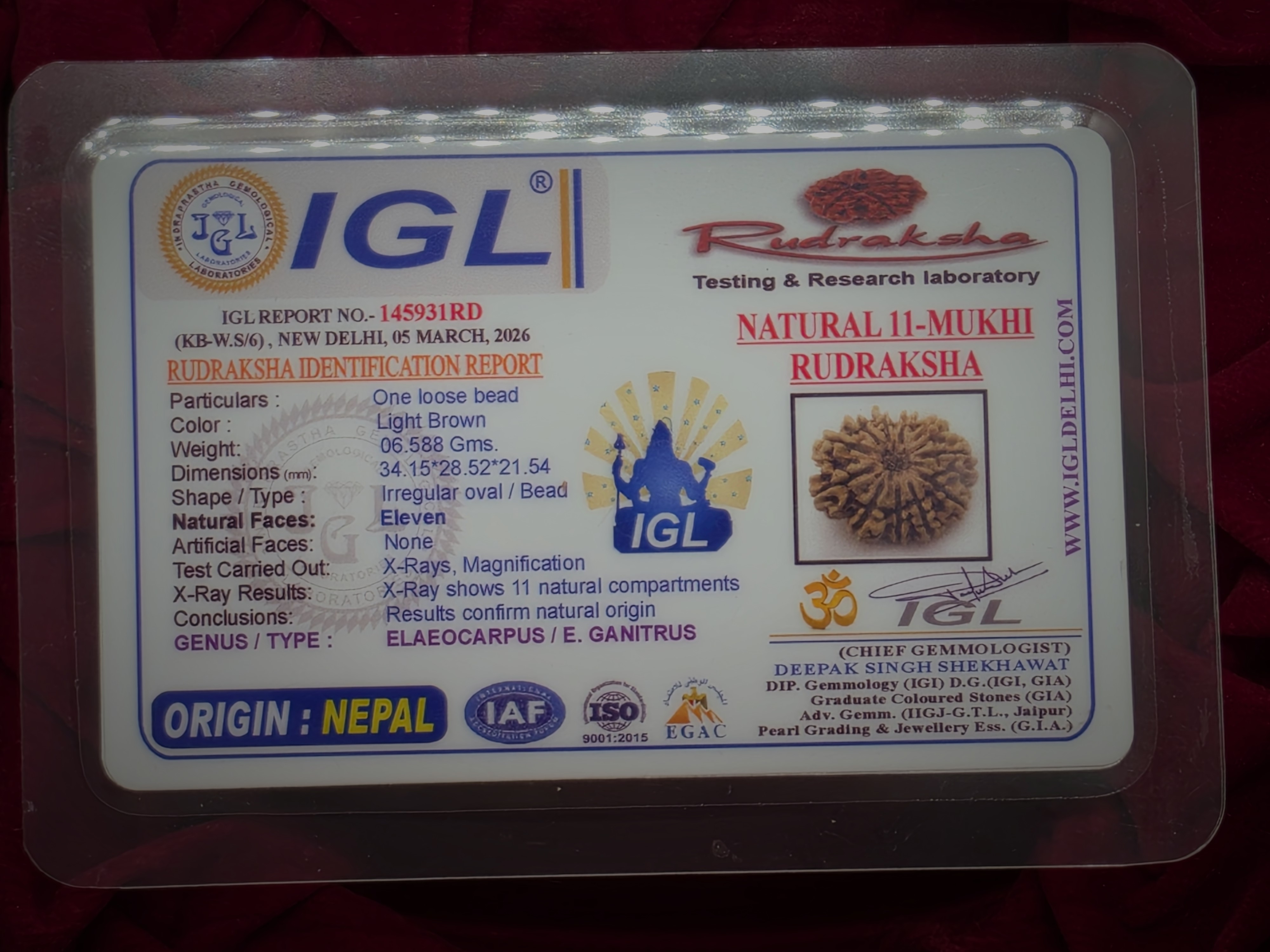 2 Mukhi Nepal Rudraksha 5