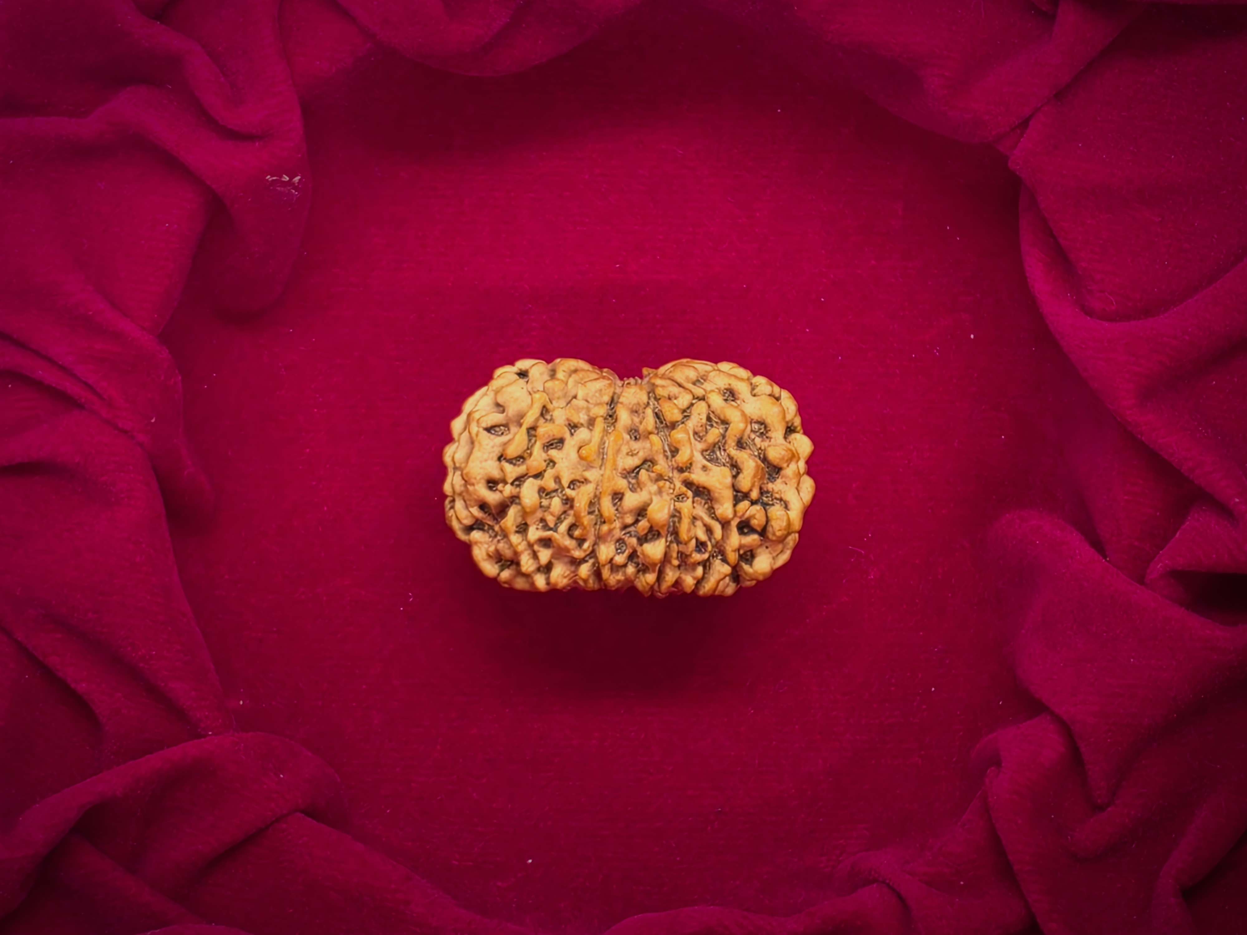 2 Mukhi Nepal Rudraksha