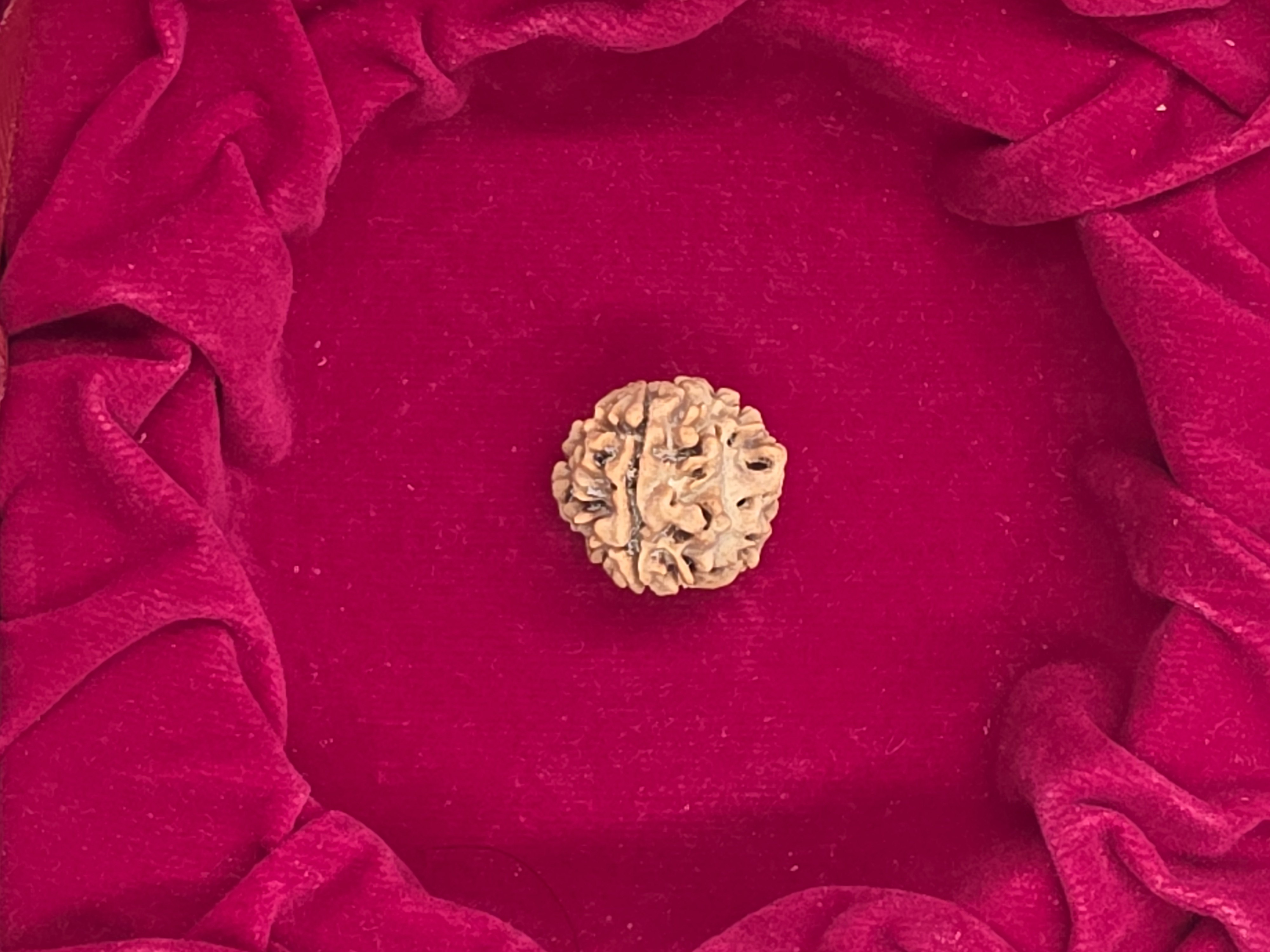 3 Mukhi Nepal Rudraksha 3