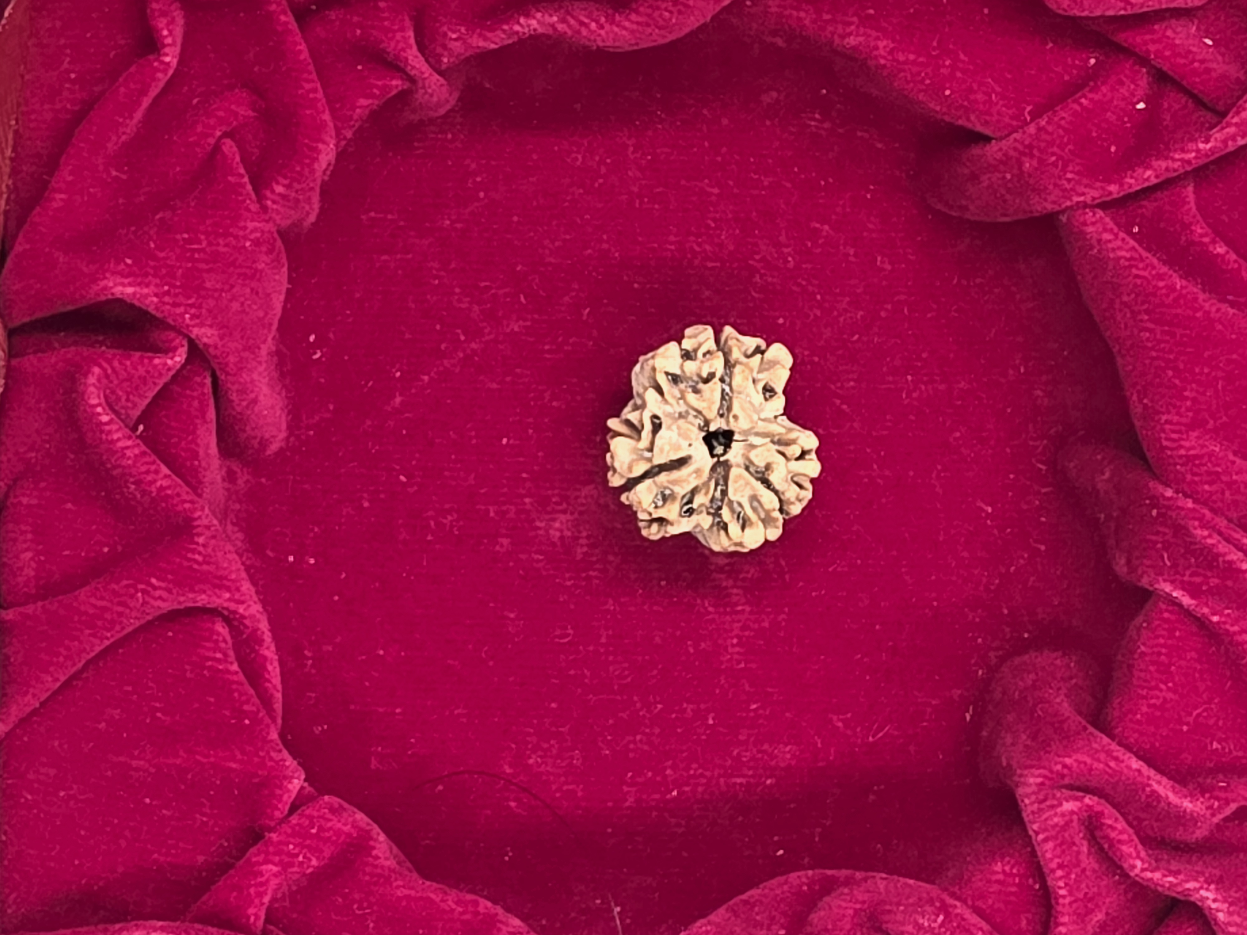 3 Mukhi Nepal Rudraksha 4
