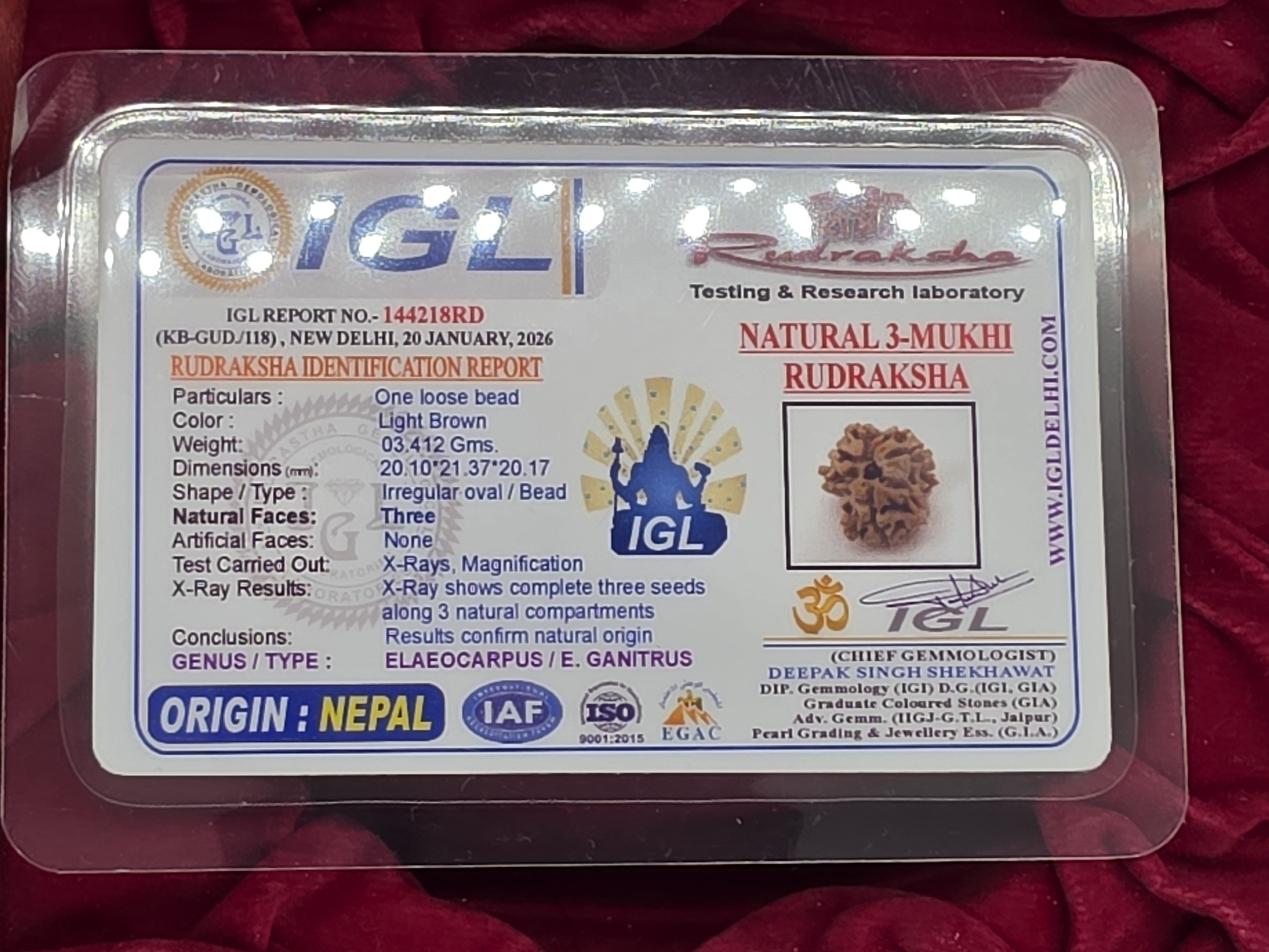 3 Mukhi Nepal Rudraksha 5