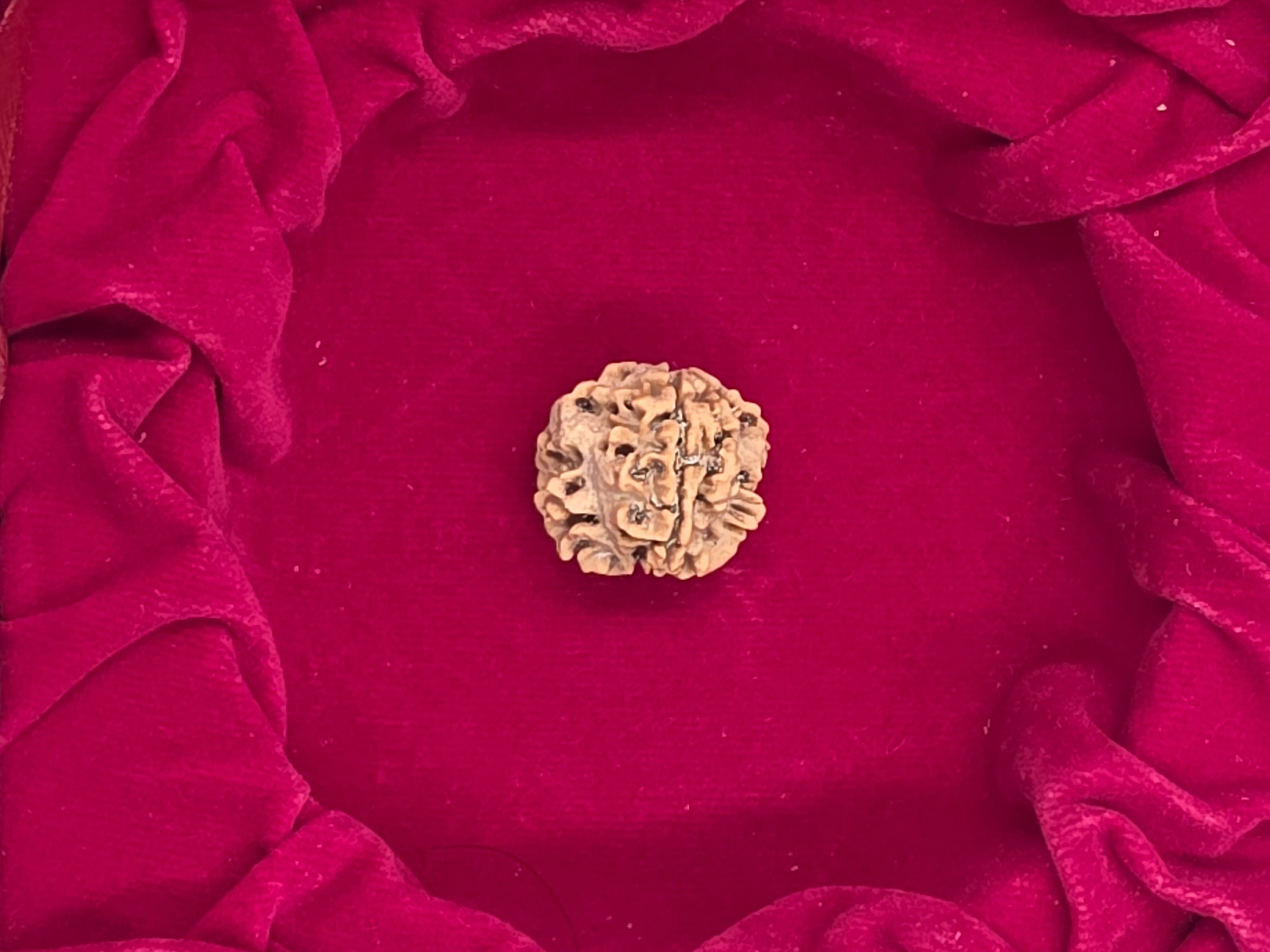 3 Mukhi Nepal Rudraksha 2