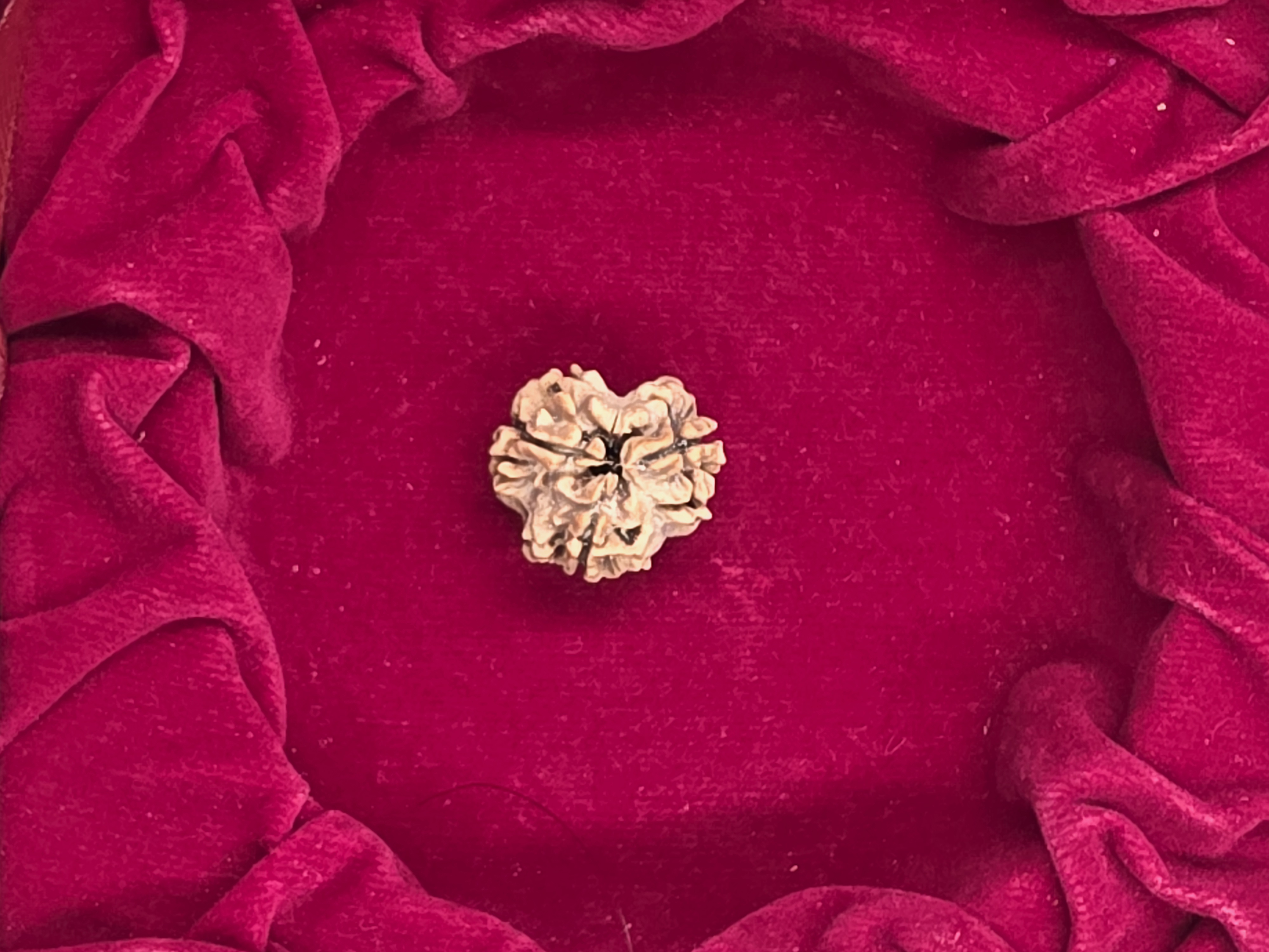 3 Mukhi Nepal Rudraksha