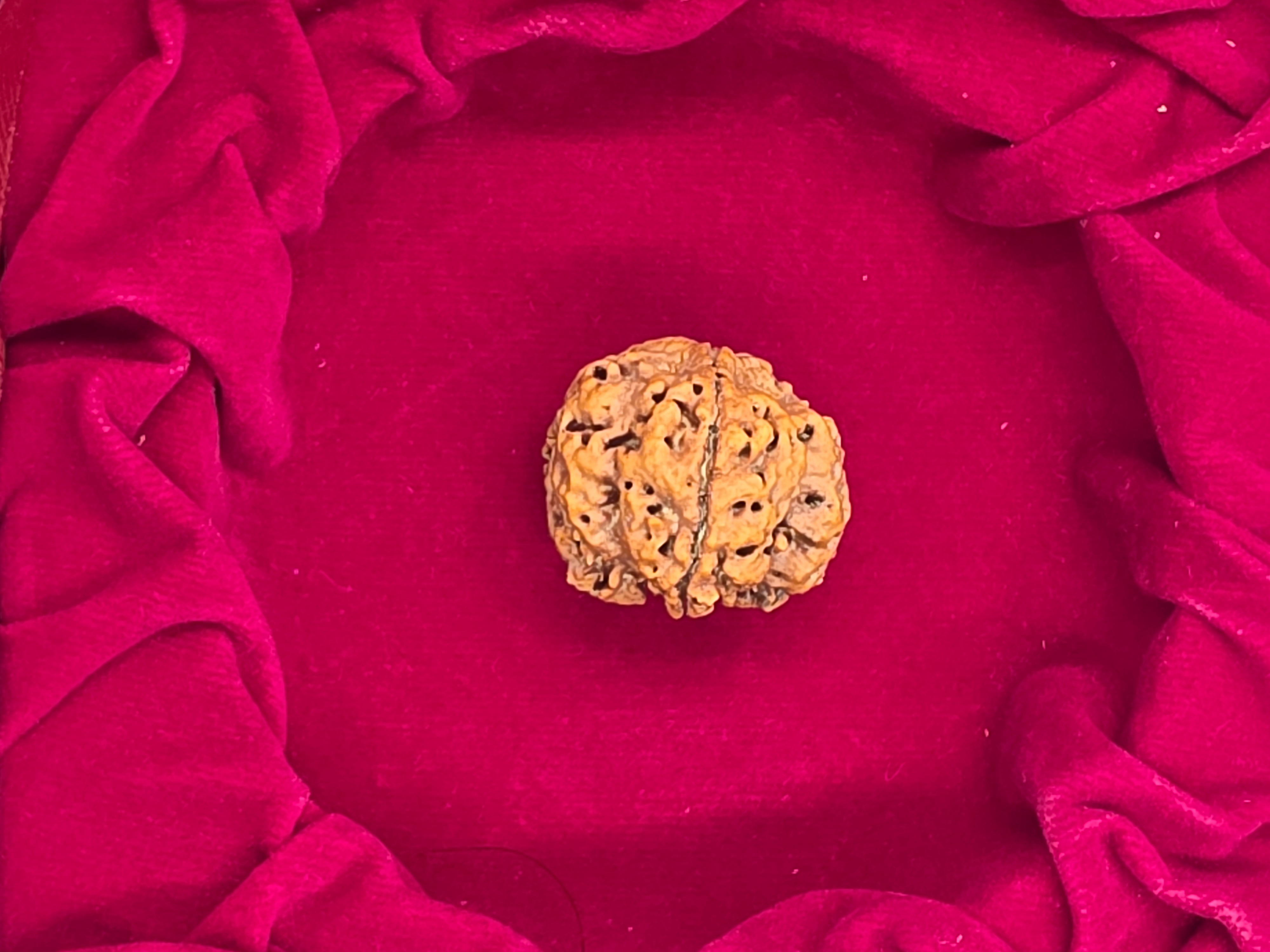 4 Mukhi Nepal Rudraksha 3