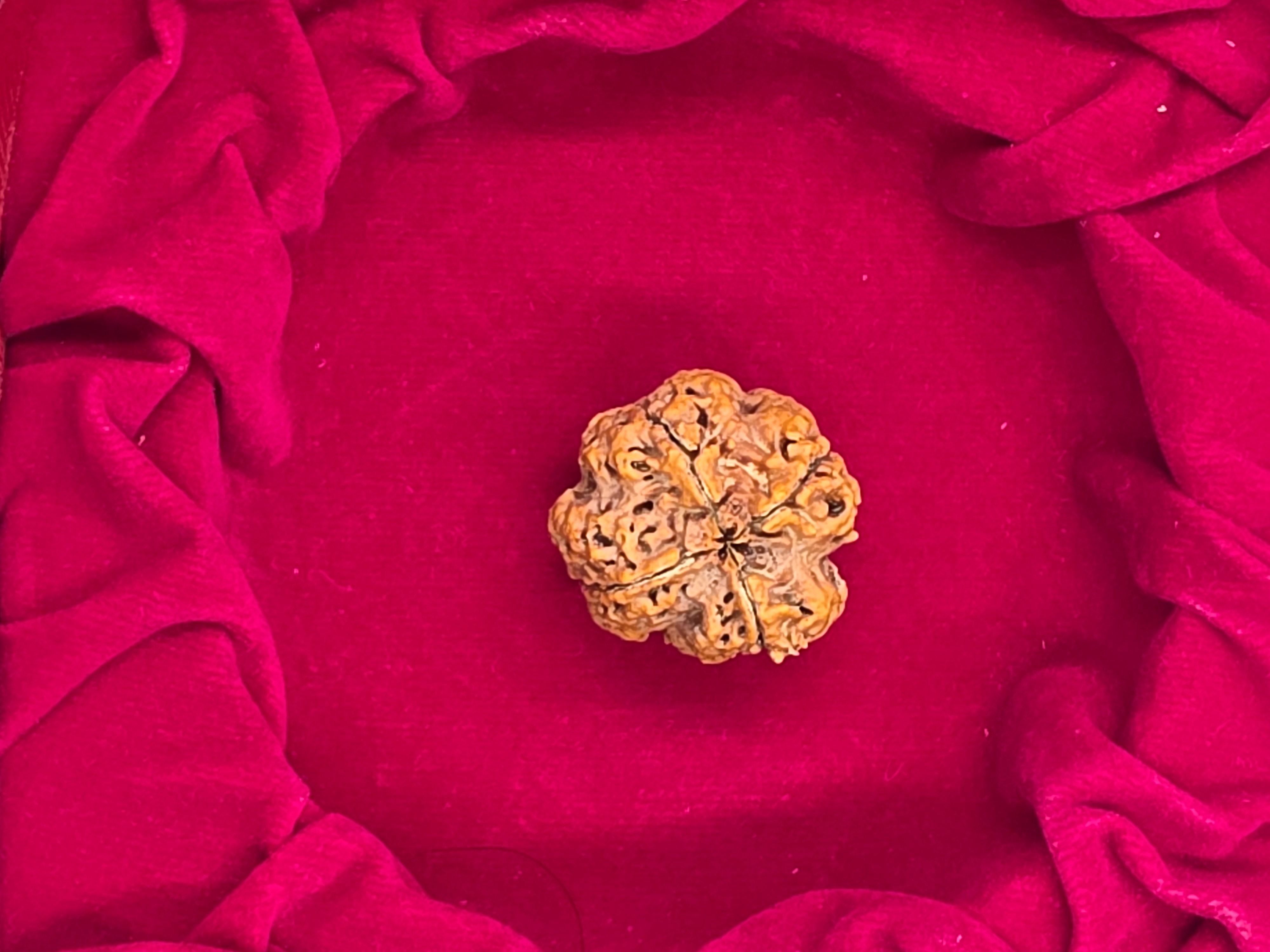 4 Mukhi Nepal Rudraksha 4