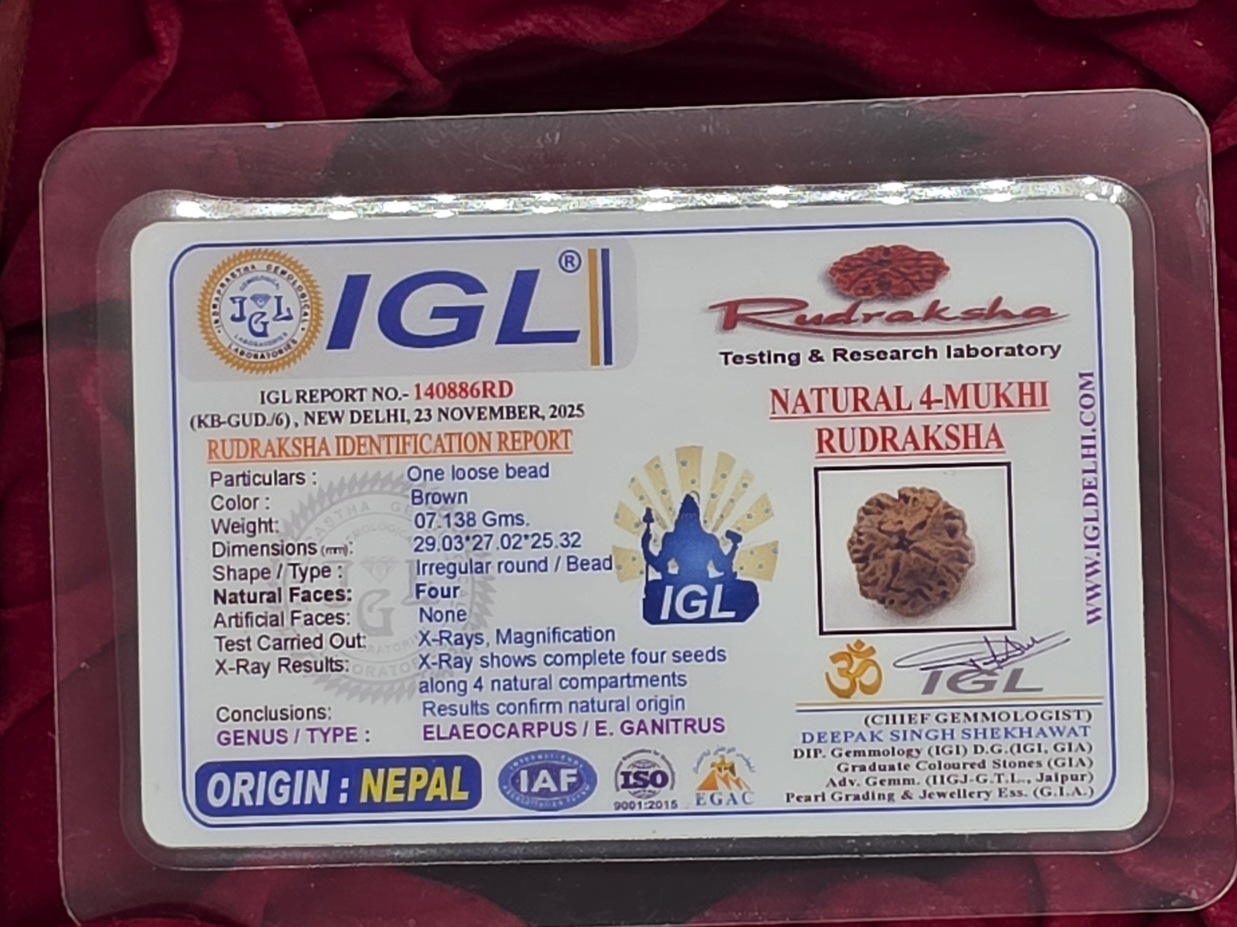 4 Mukhi Nepal Rudraksha 5