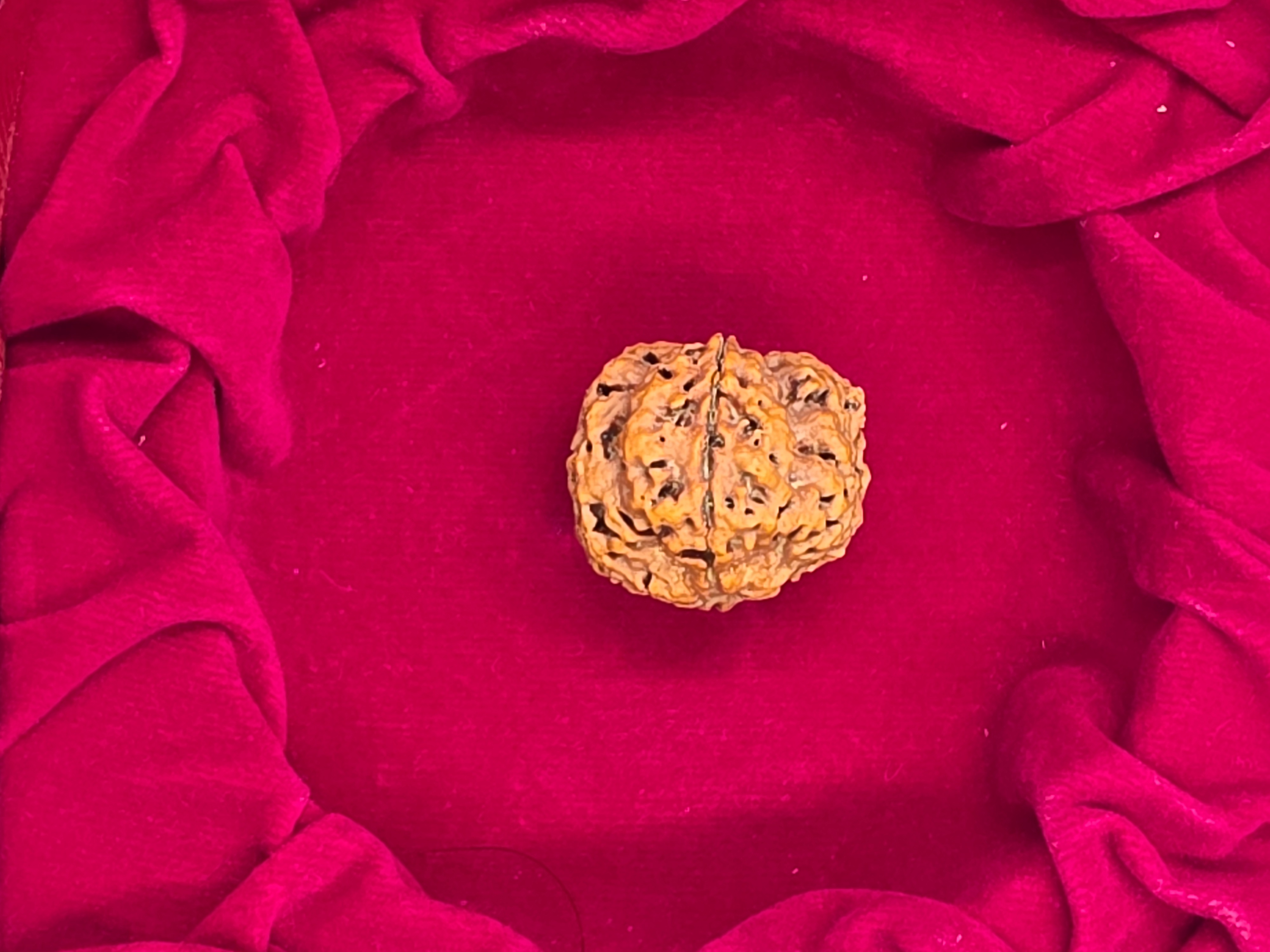 4 Mukhi Nepal Rudraksha 2