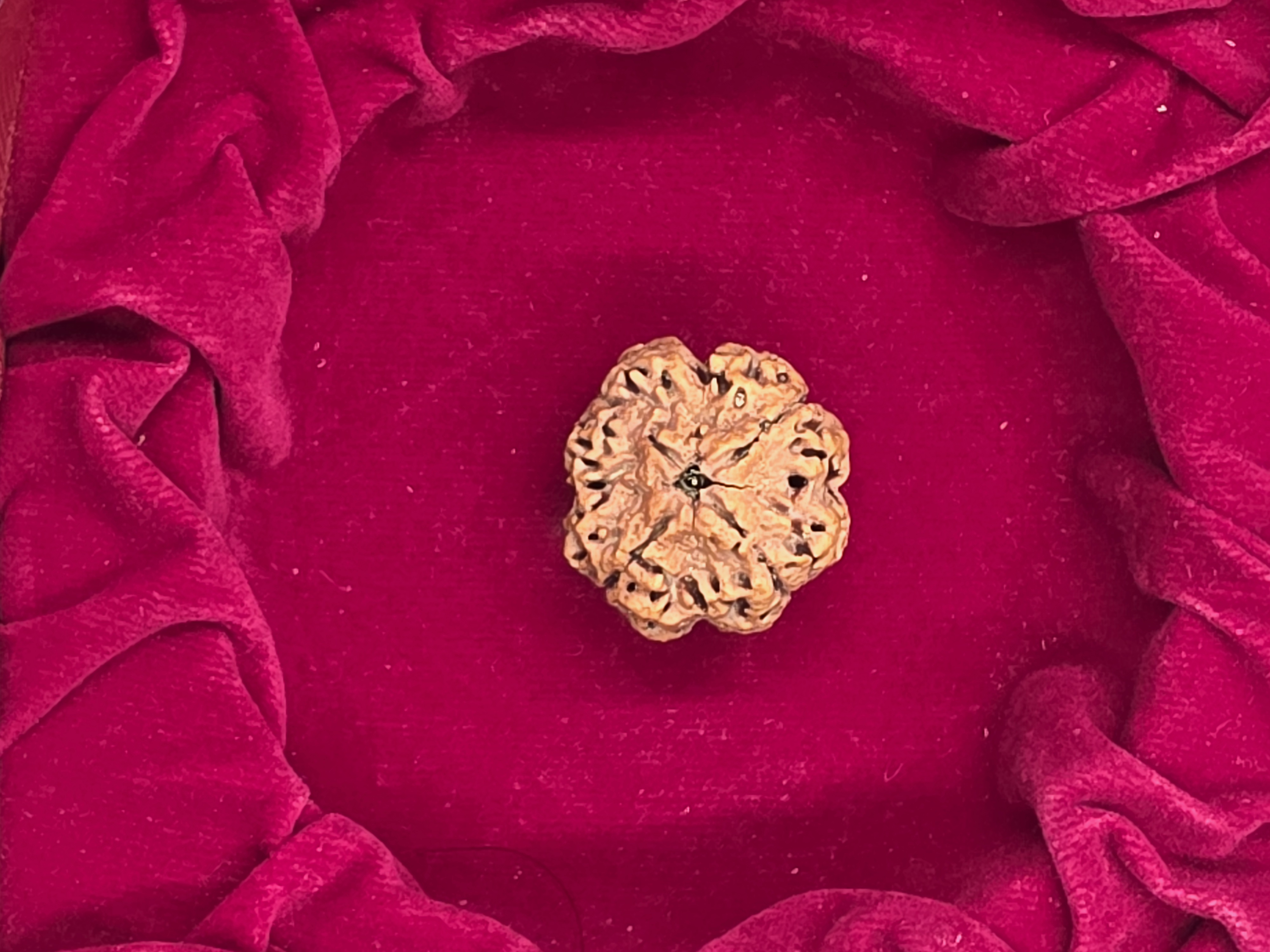 4 Mukhi Nepal Rudraksha