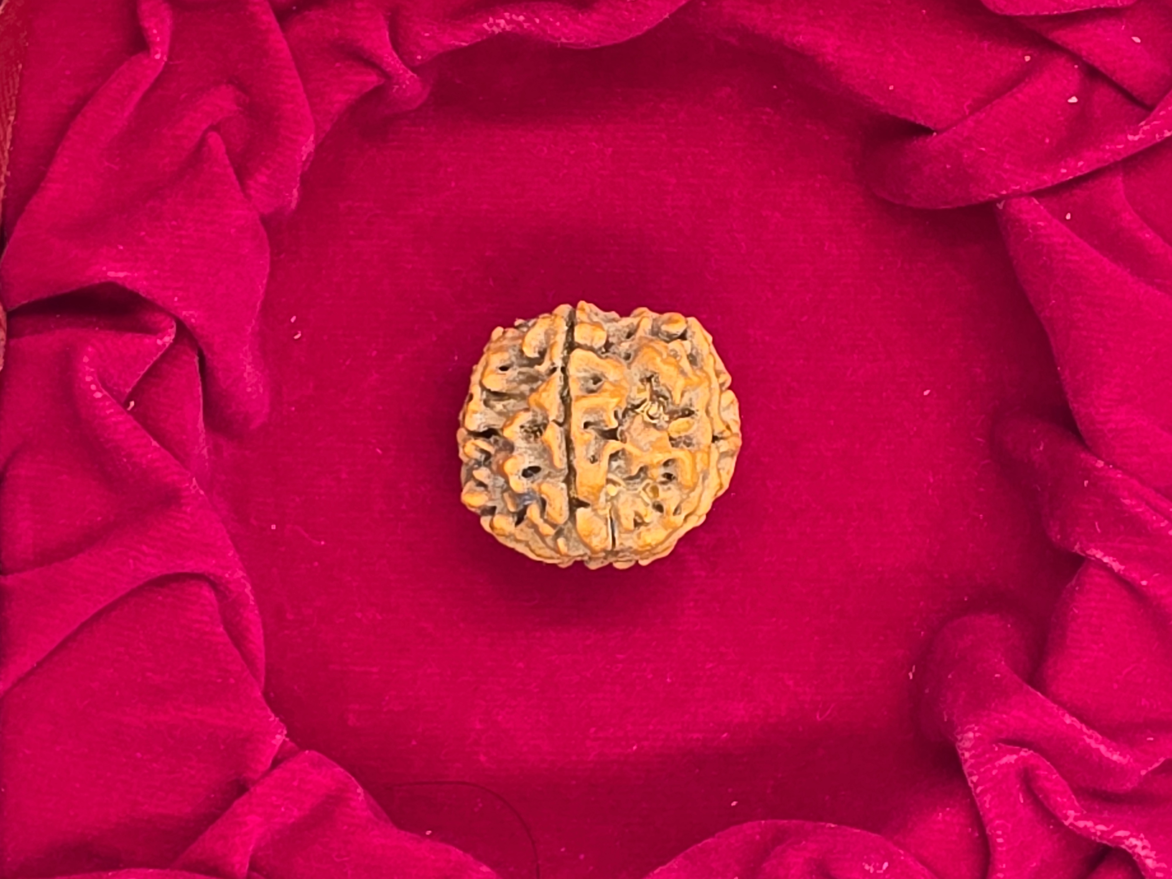 5 Mukhi Nepal Rudraksha 3
