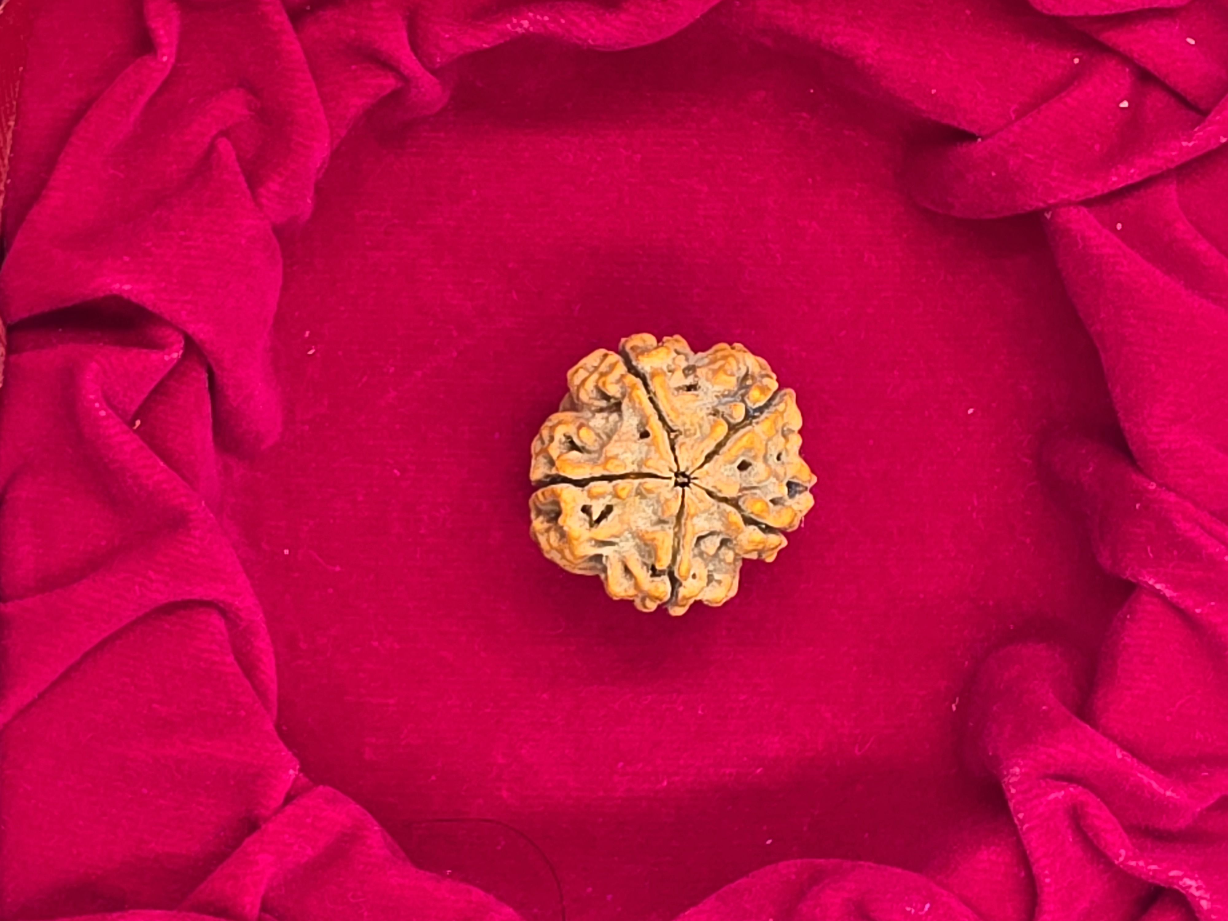 5 Mukhi Nepal Rudraksha 4