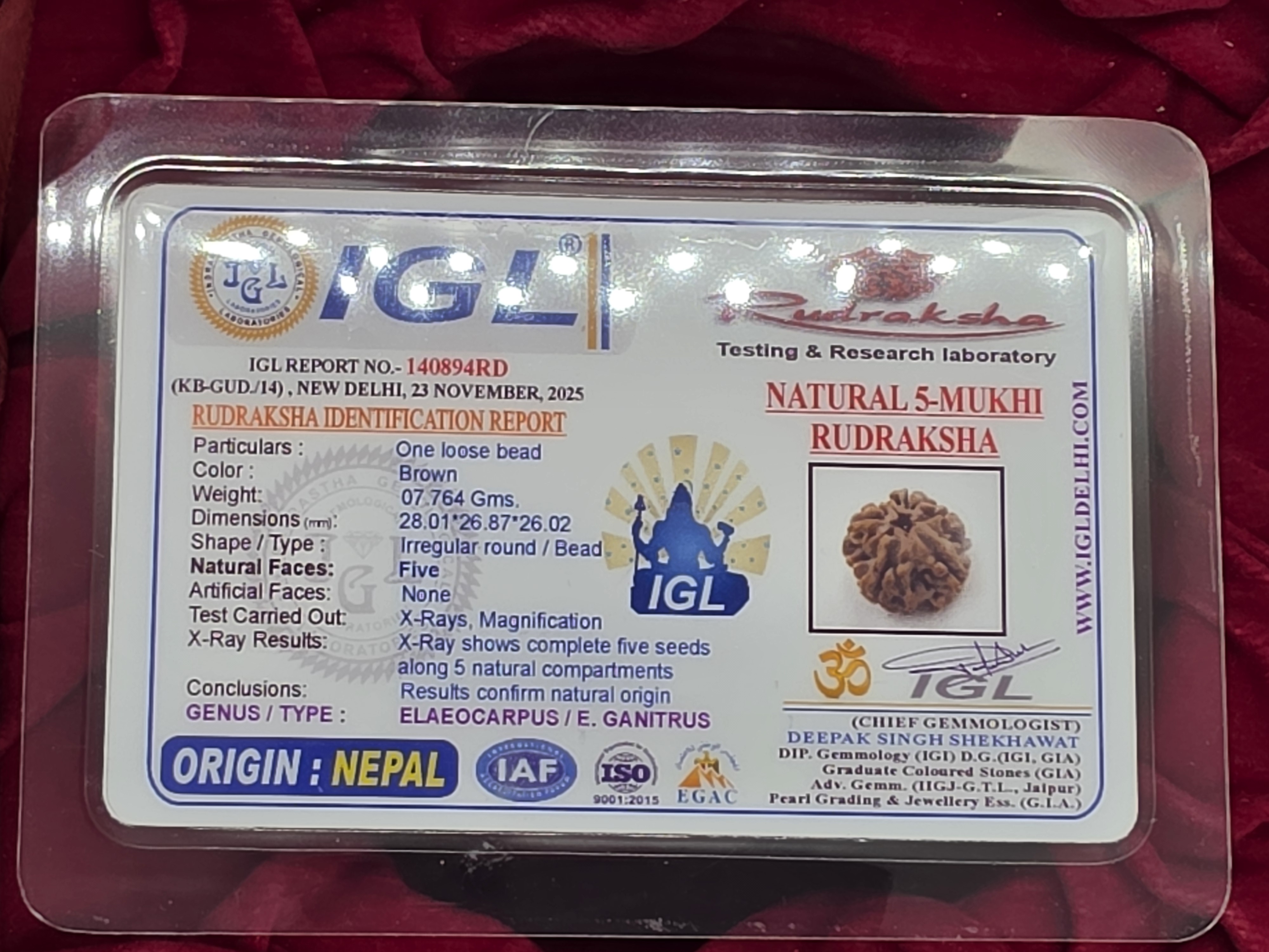 5 Mukhi Nepal Rudraksha 5