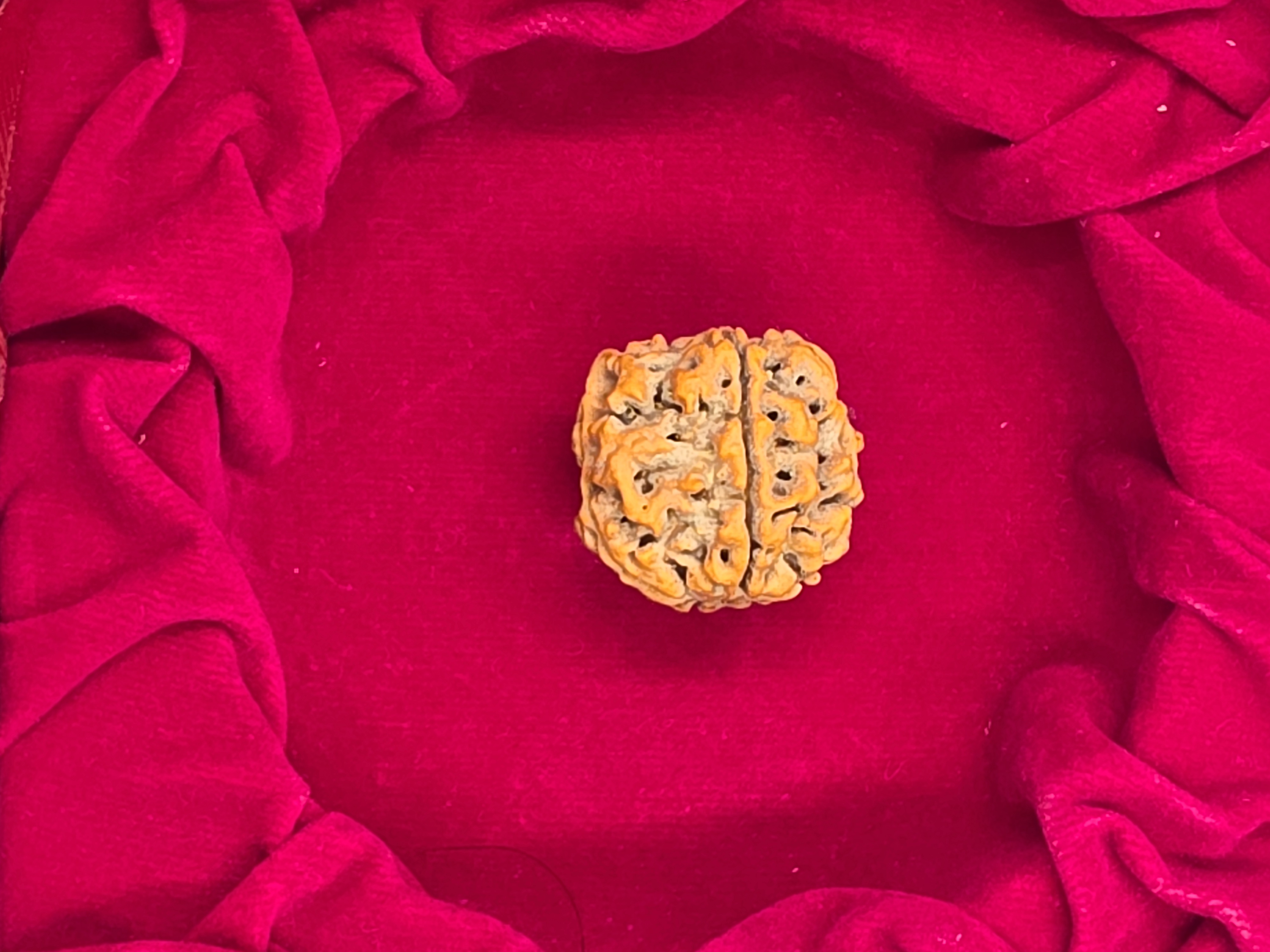 5 Mukhi Nepal Rudraksha 2