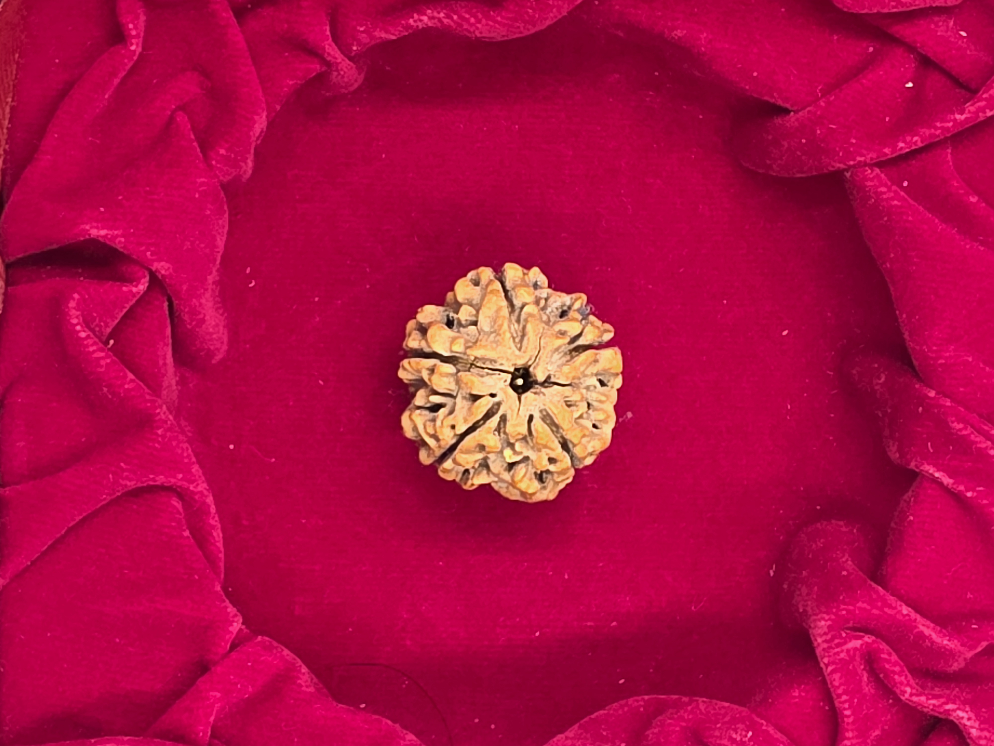 5 Mukhi Nepal Rudraksha