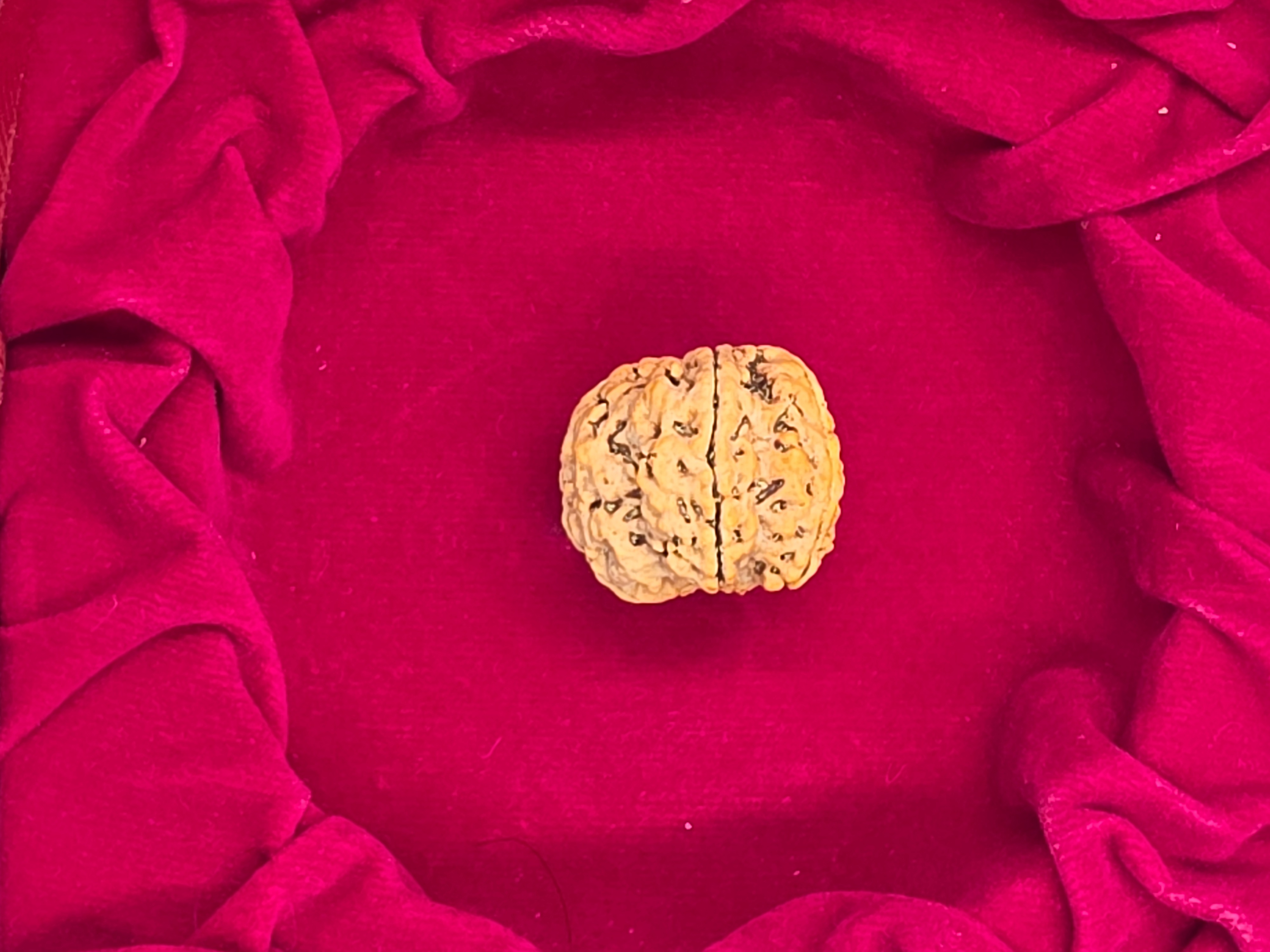 6 Mukhi Nepal Rudraksha 3