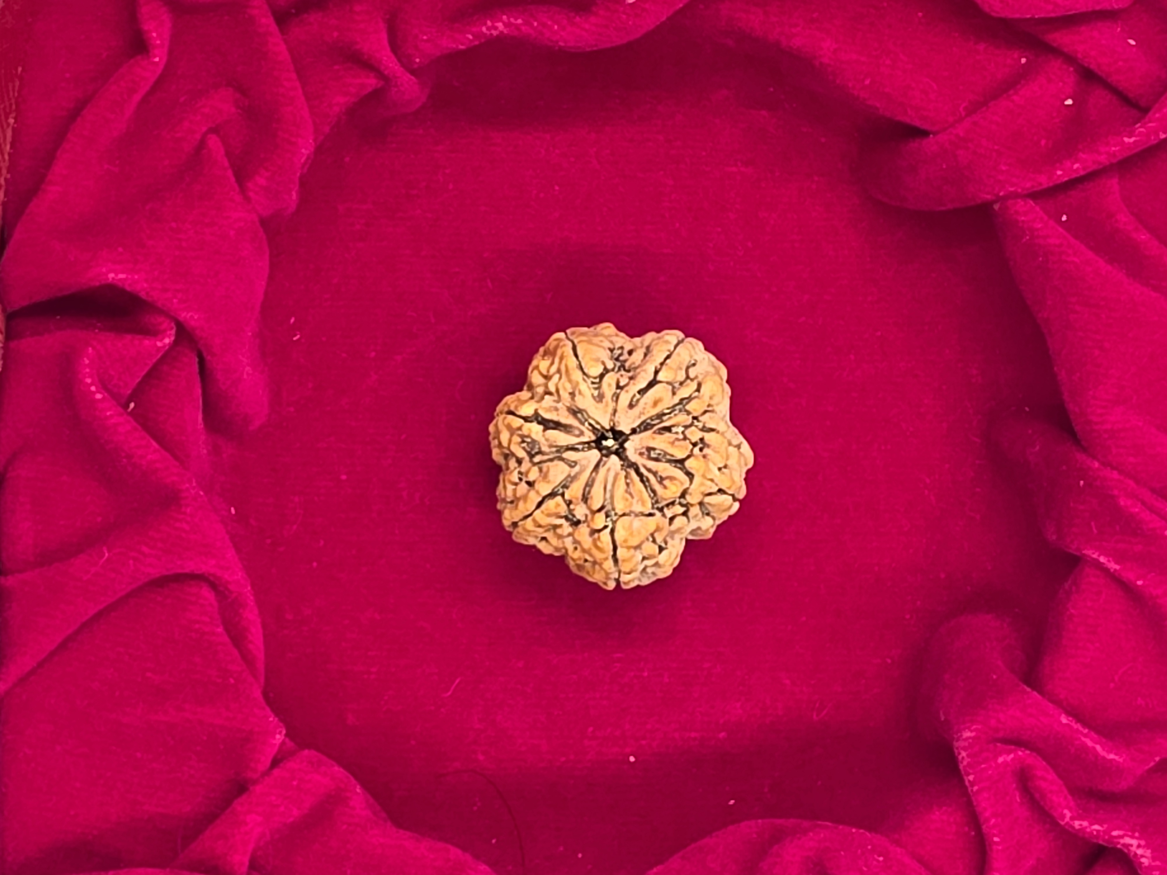 6 Mukhi Nepal Rudraksha 4