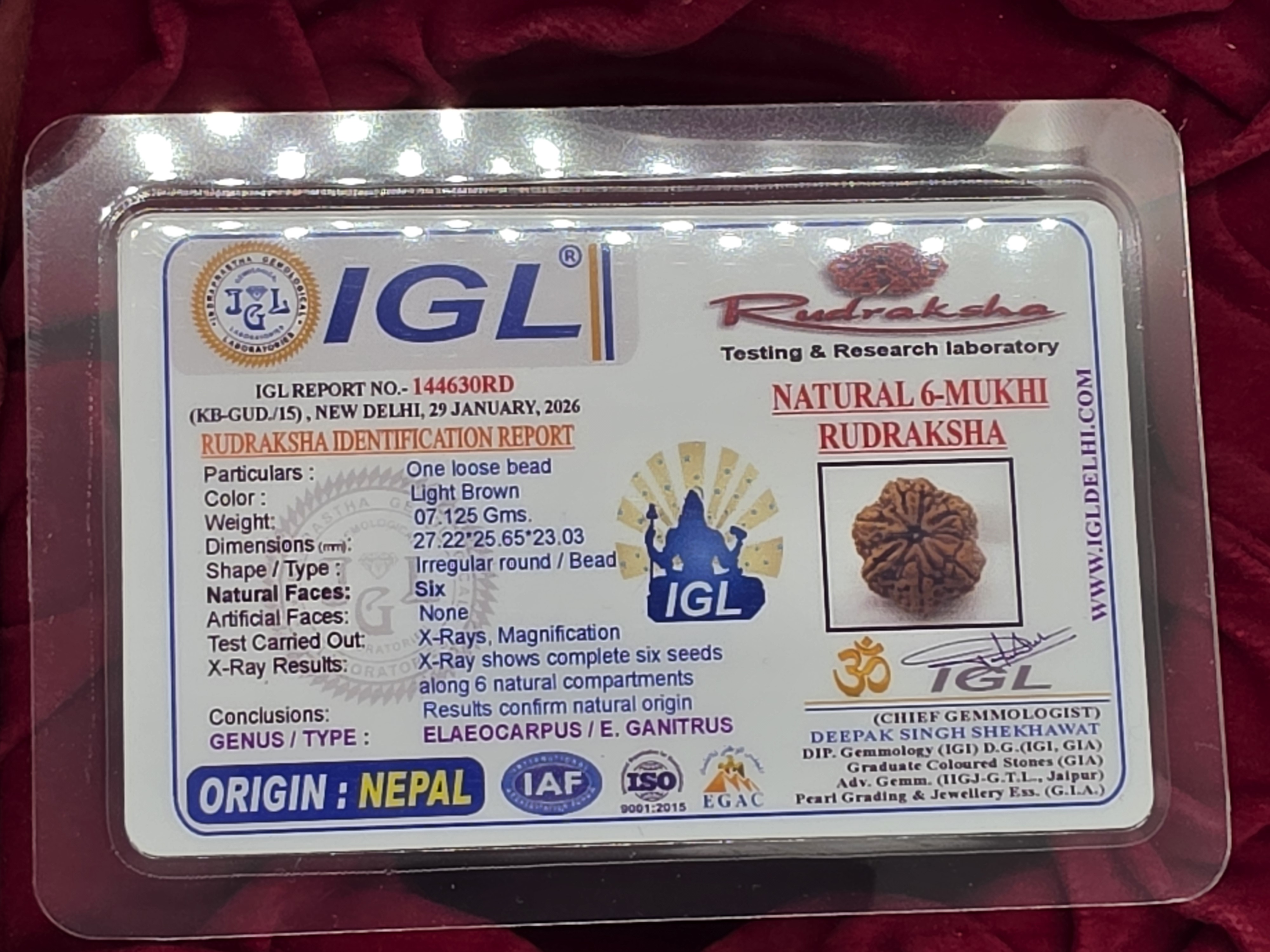 6 Mukhi Nepal Rudraksha 5