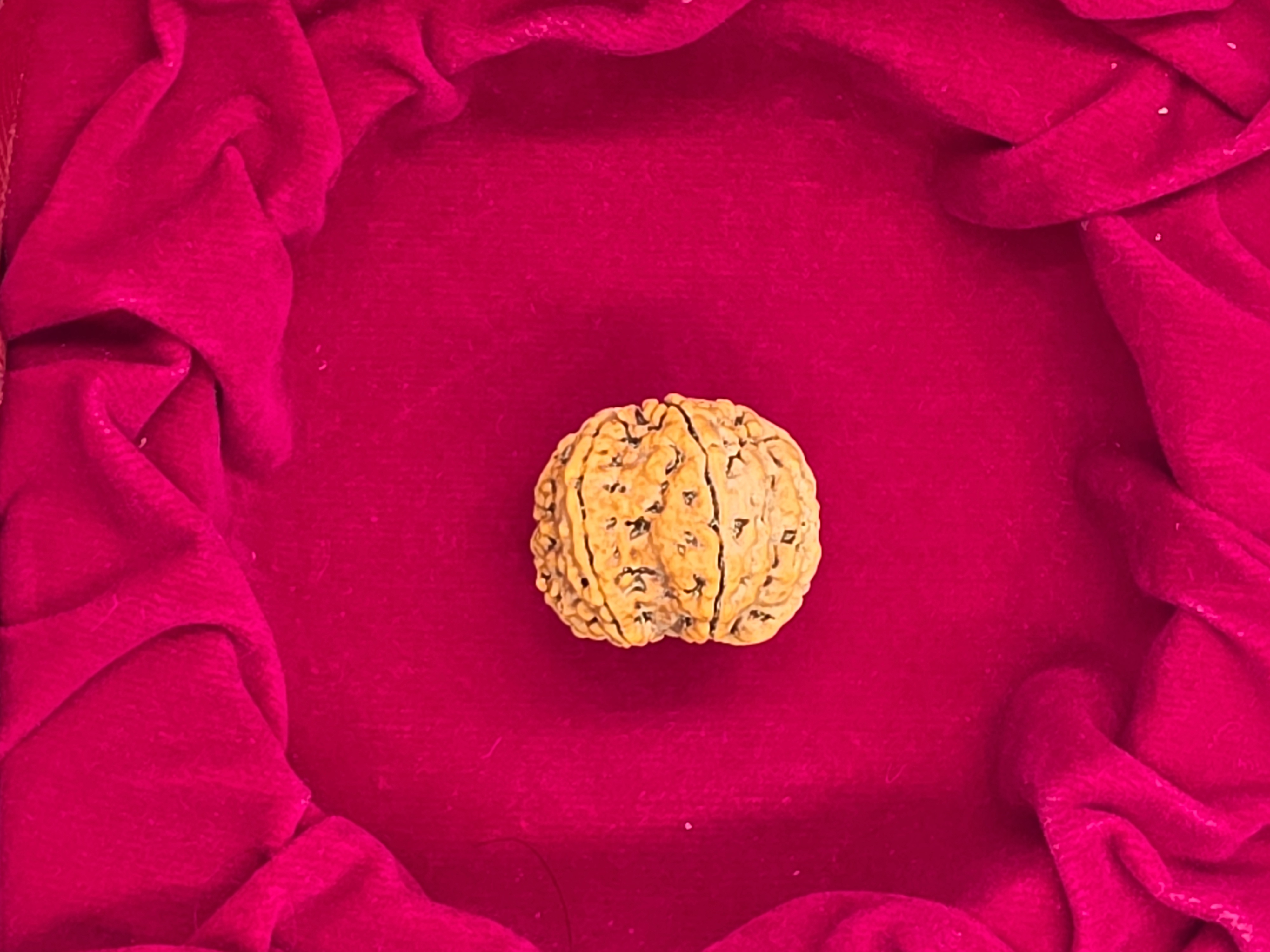 6 Mukhi Nepal Rudraksha 2