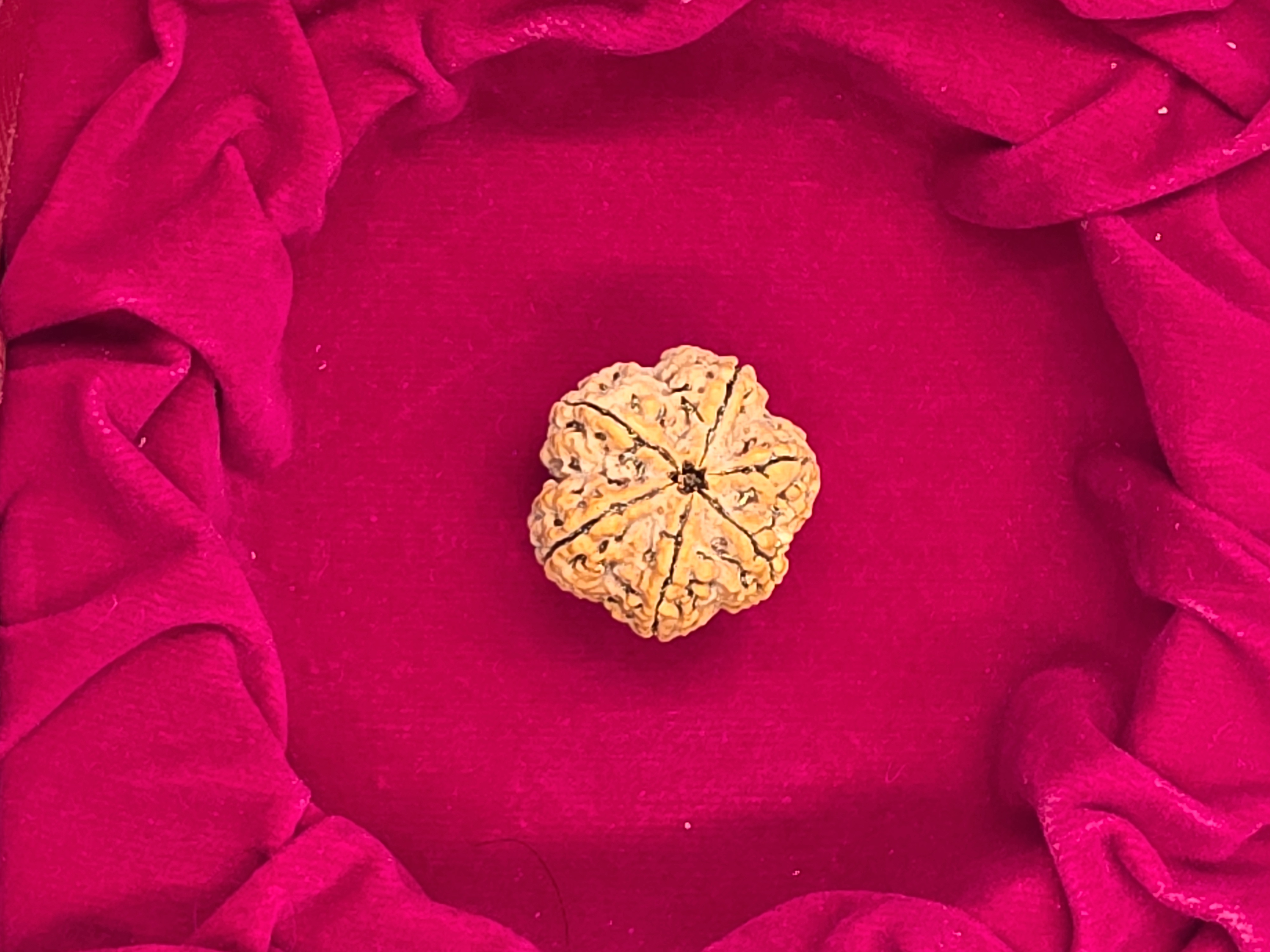 6 Mukhi Nepal Rudraksha
